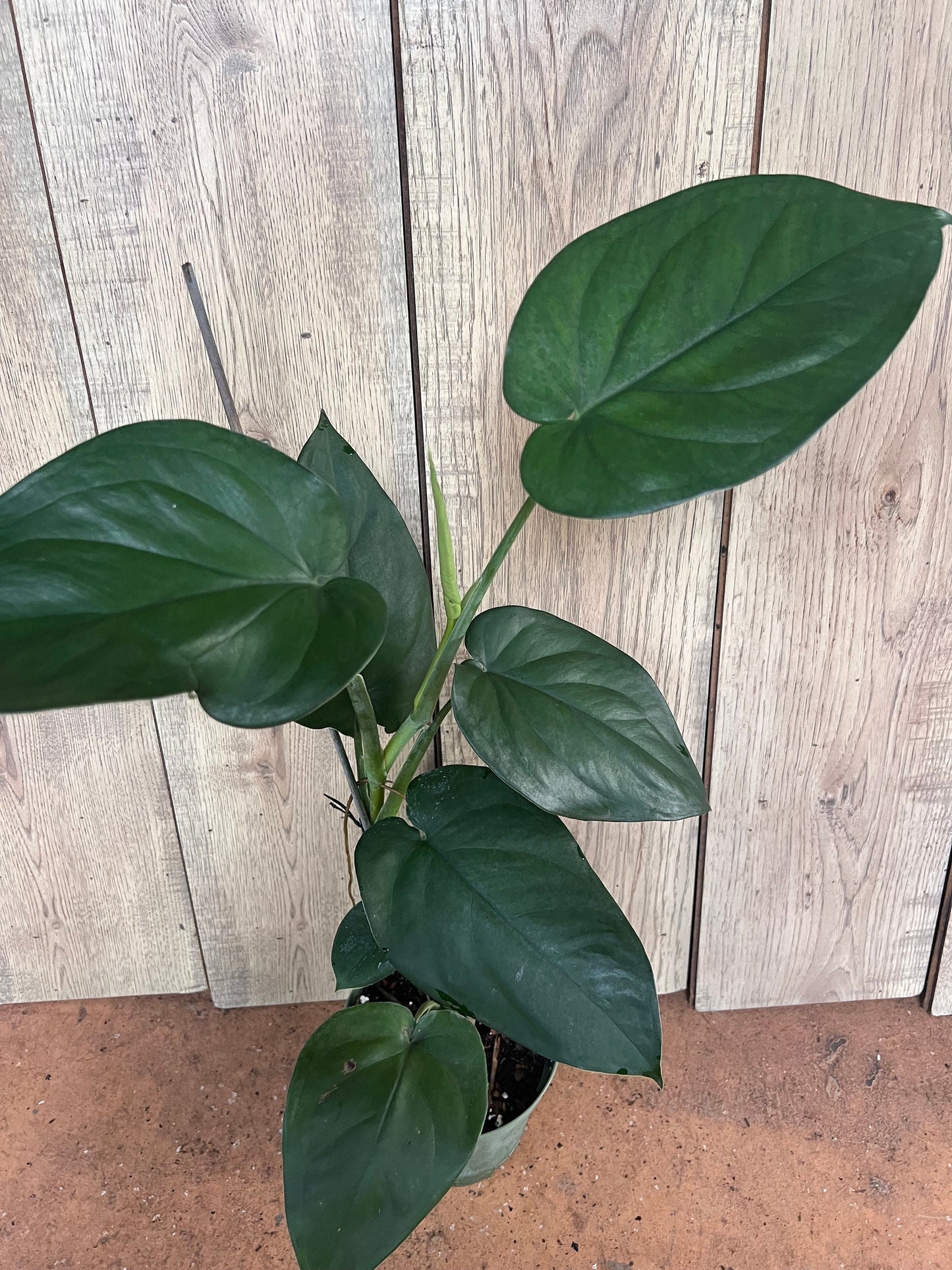 Syngonium chiapense in 6" Pot