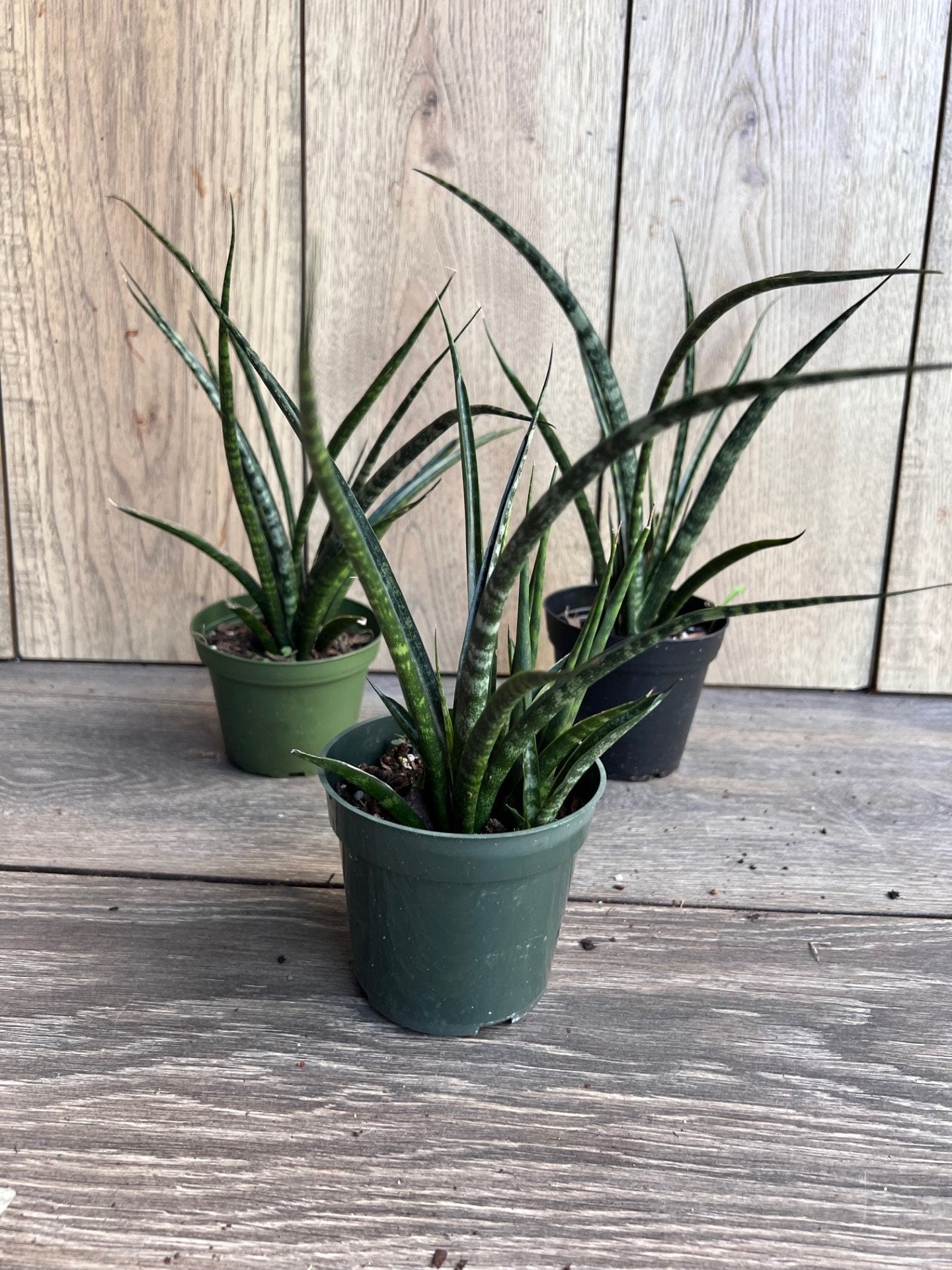 Sansevieria Fernwood, Sansevieria Mikado in 4" inches pot - live air purifying plant