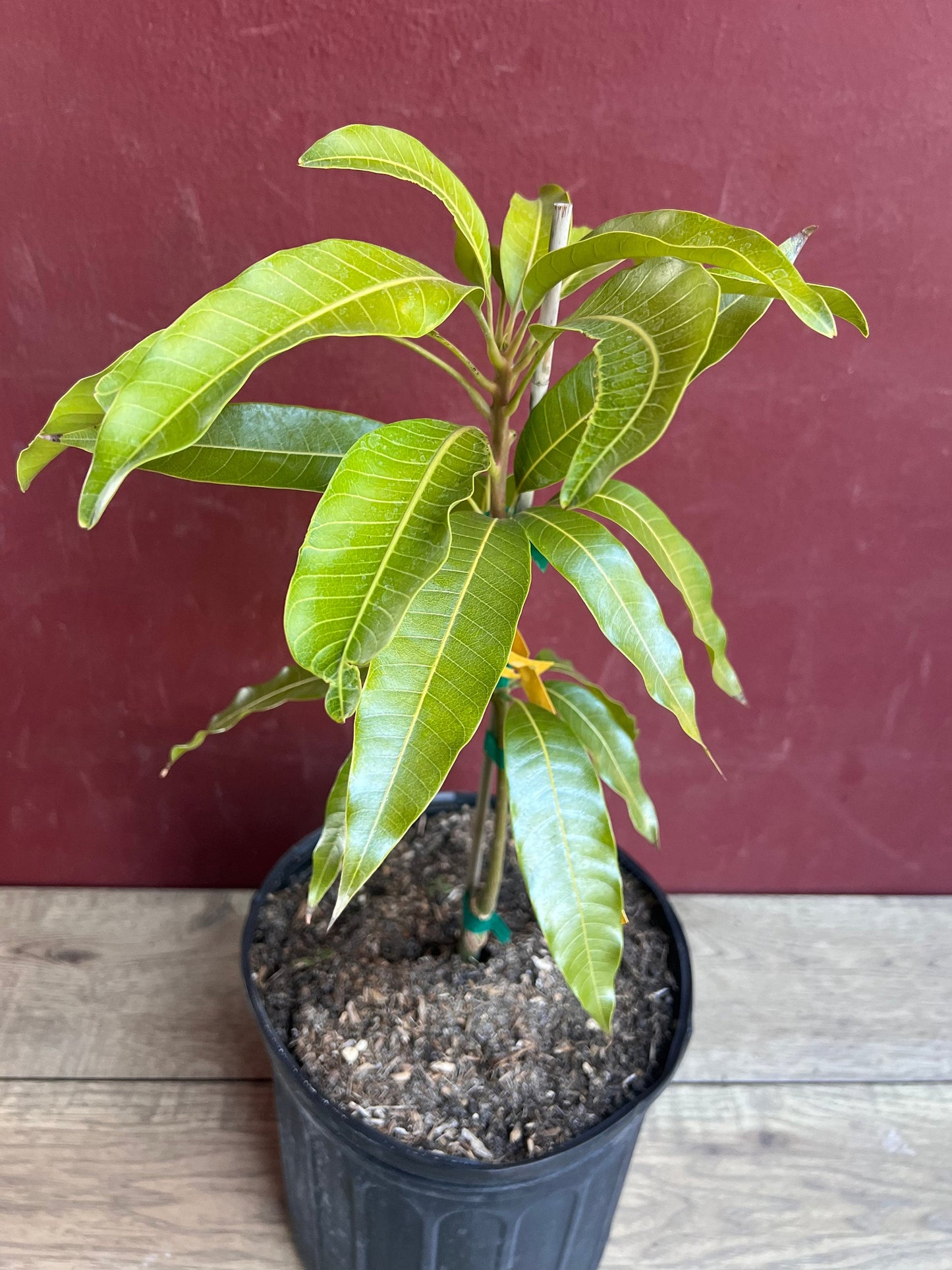 Fruit Punch Mango Tree, grafted in 3 gallons pot, No Ship to CA and HI
