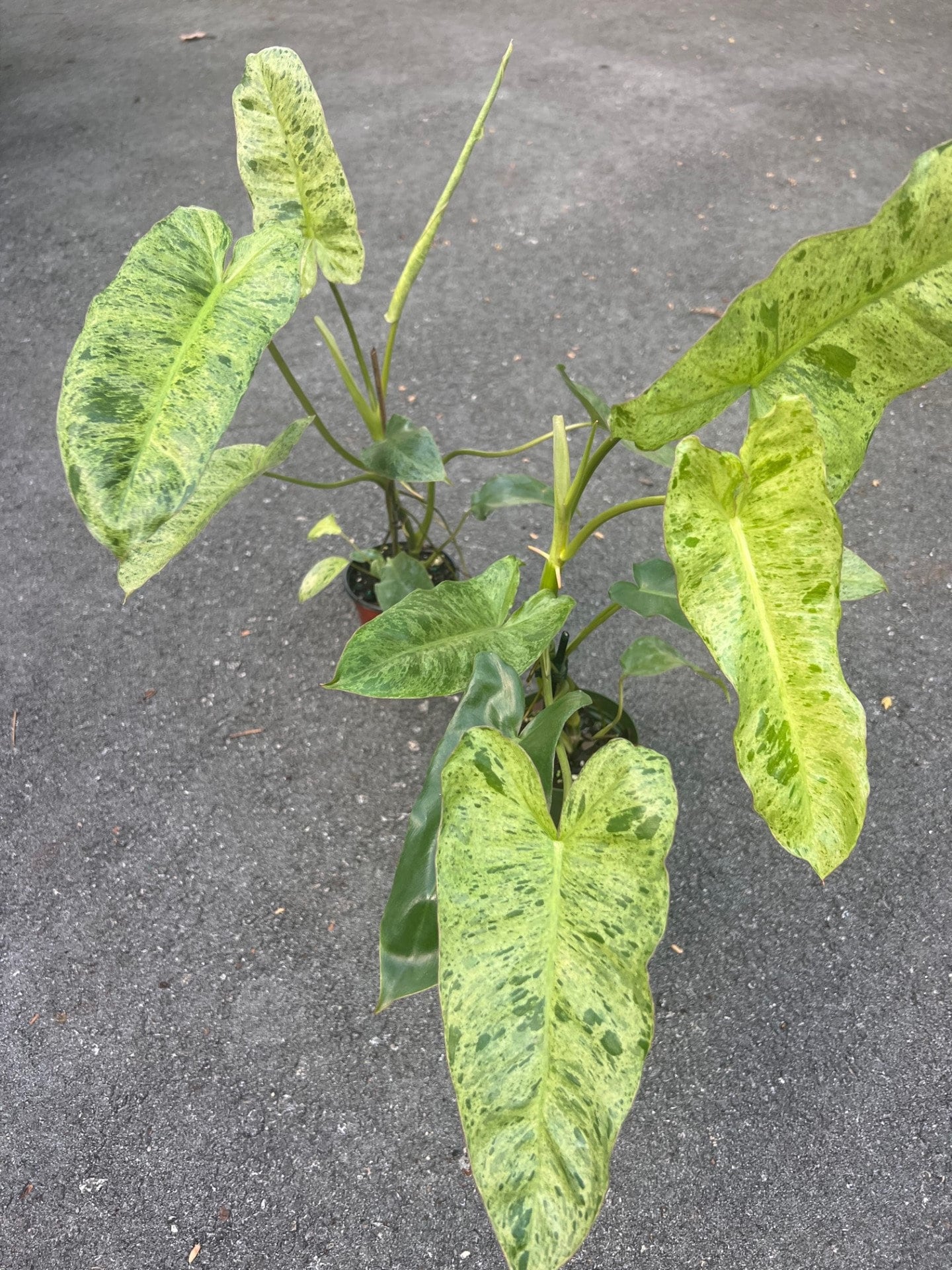 Philodendron Paraiso Verde in 4" Pot, Limited, High Variegation