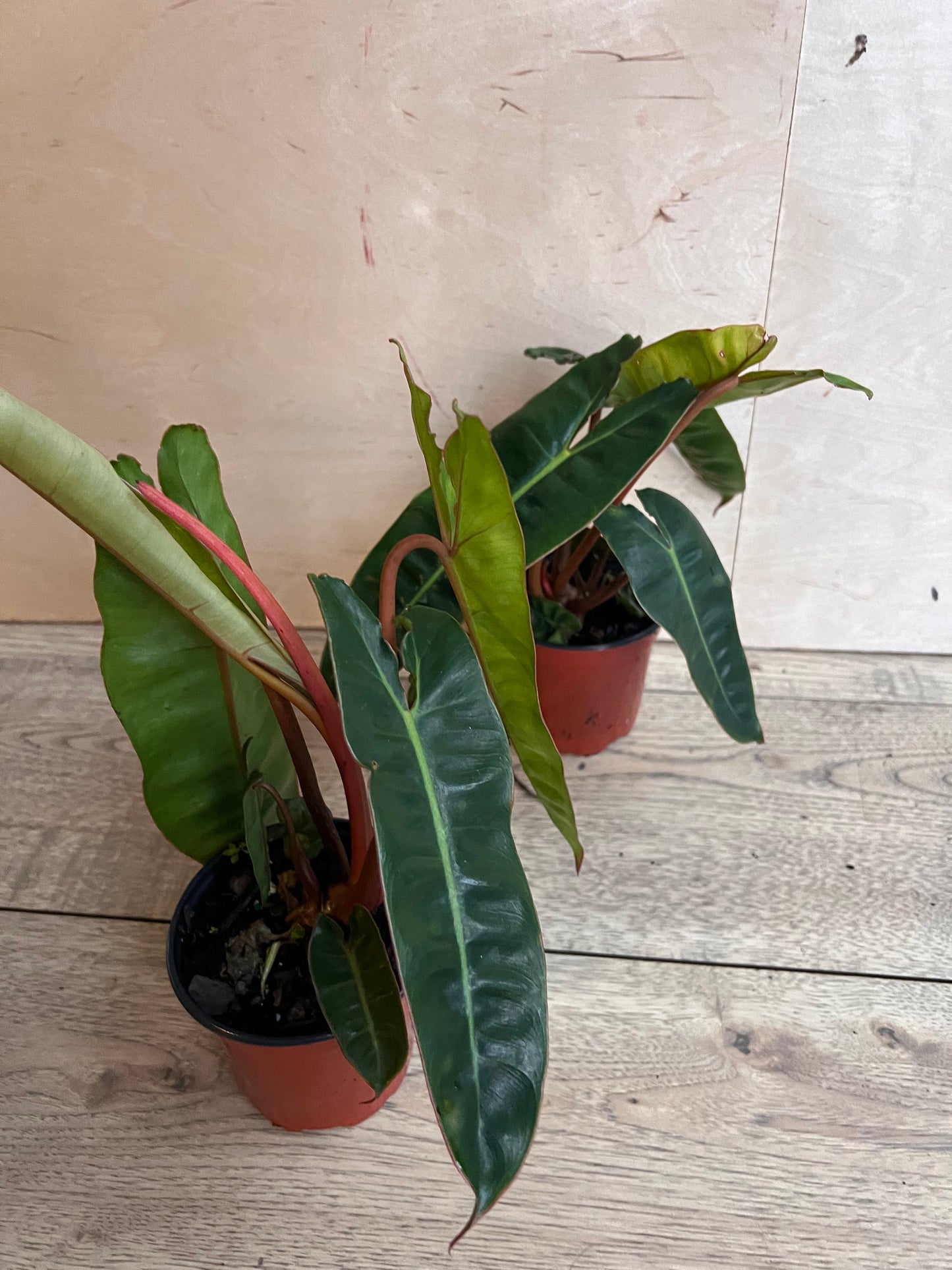 Philodendron Billietiae in 4" Pot