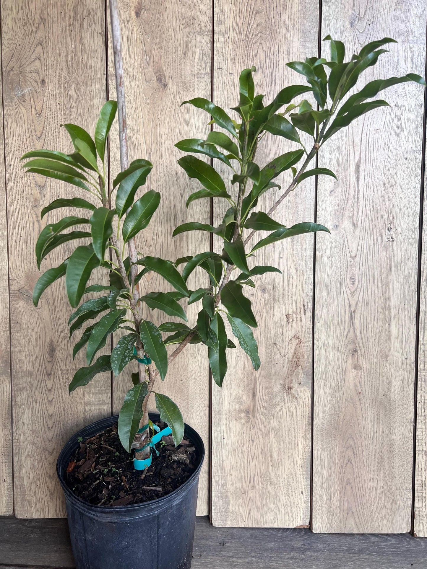 Sapodilla Brown Sugar in 3 gallons pot, Grafted, Sawo, Cheeku, Lamut