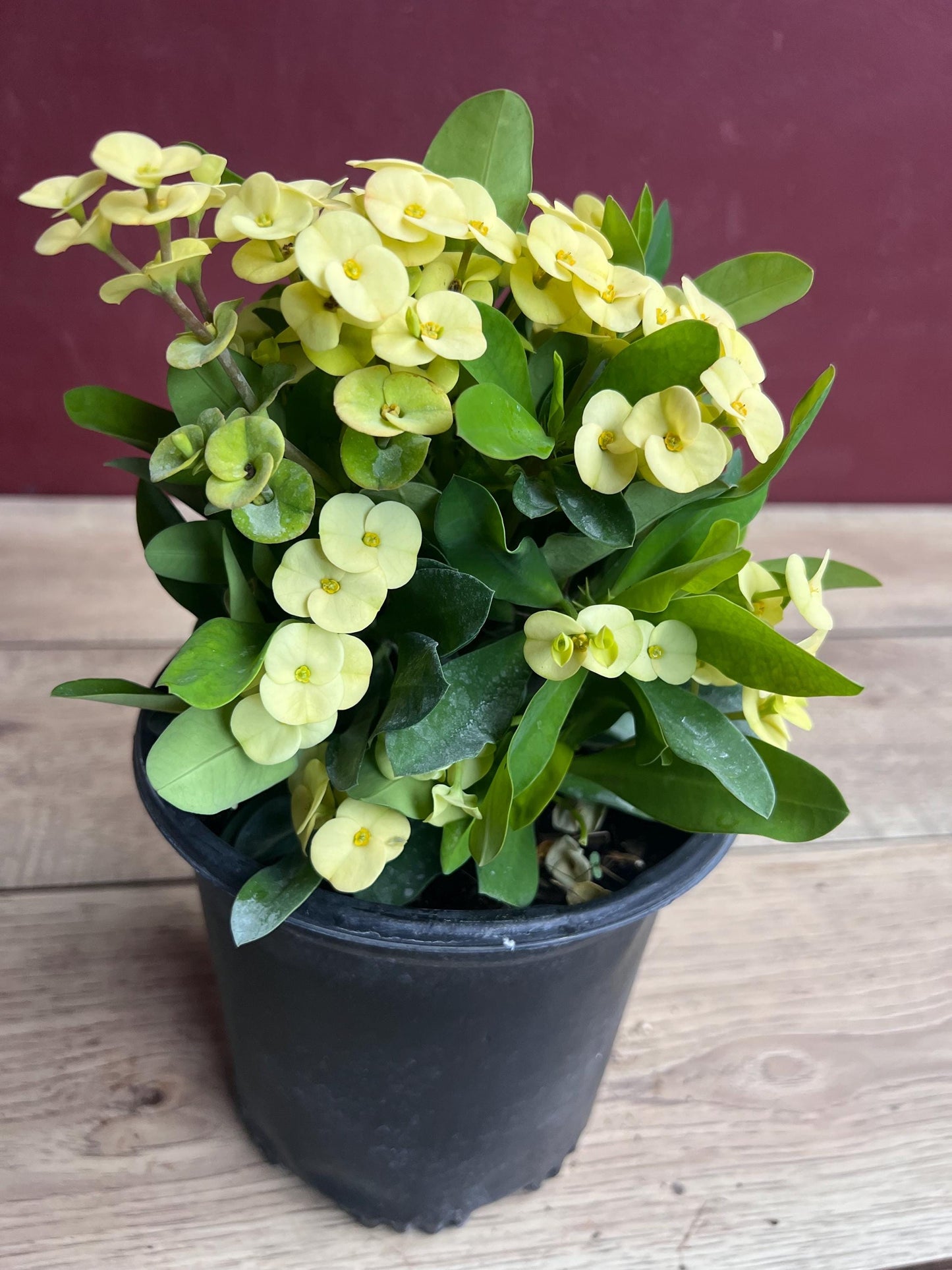 Crown of Thorns, Yellow in 6" Pot, Euphorbia milii