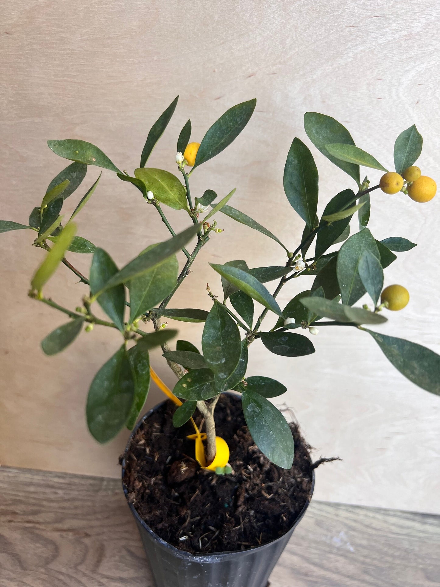 Callie Kumquat in half gallon, Meiwa and Nagami Hybrid, Florida Shipping Only