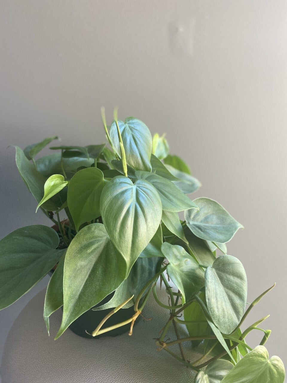 Philodendron cordatum “heartleaf”- live house plant- indoor plant, trailing and vining plant