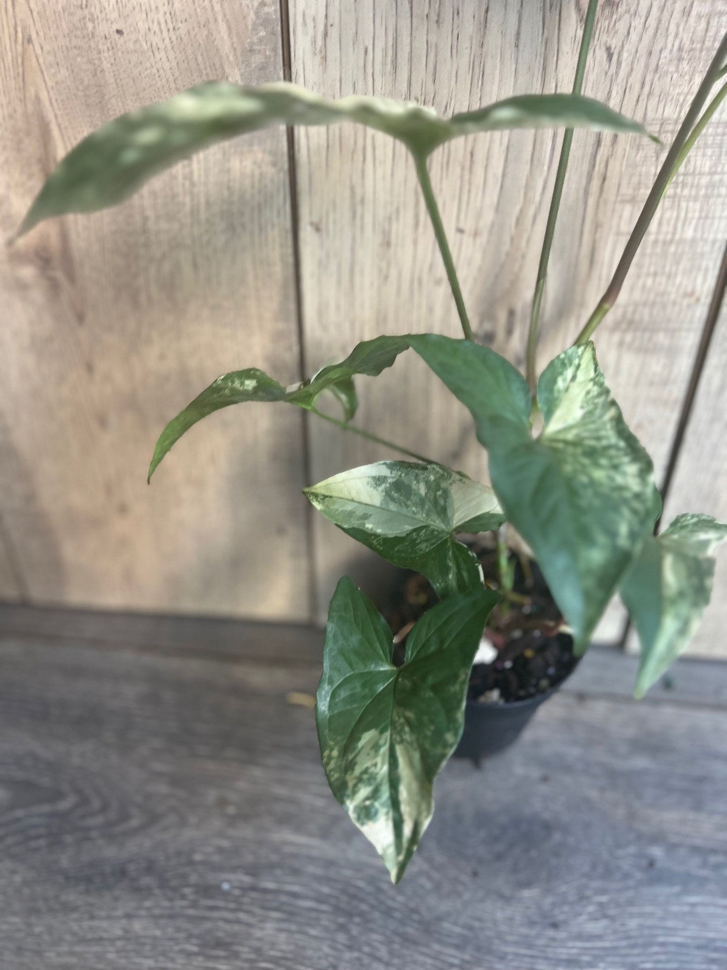 Syngonium Podophyllum Albo-Variegatum in 4" Pot