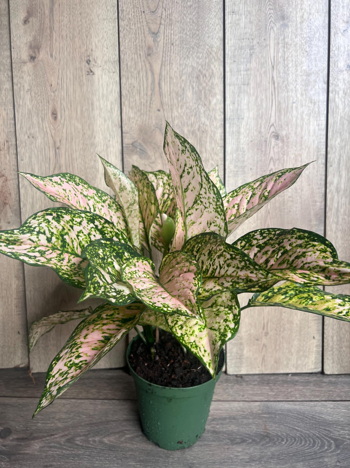 Etta Rose Aglaonema in 6" Pot, Rare Chinese evergreen