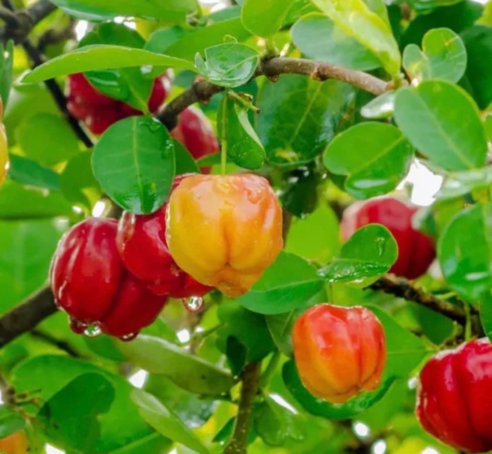 Acerola Cherry, Barbados Cherry Plant in 10" Pot, No Ship to CA and HI