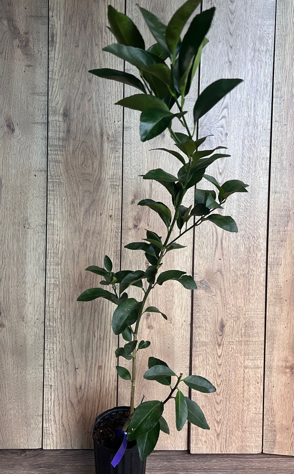 Glenn Navel Orange Tree in half Gallon Pot, Grafted, Florida Shipping Only