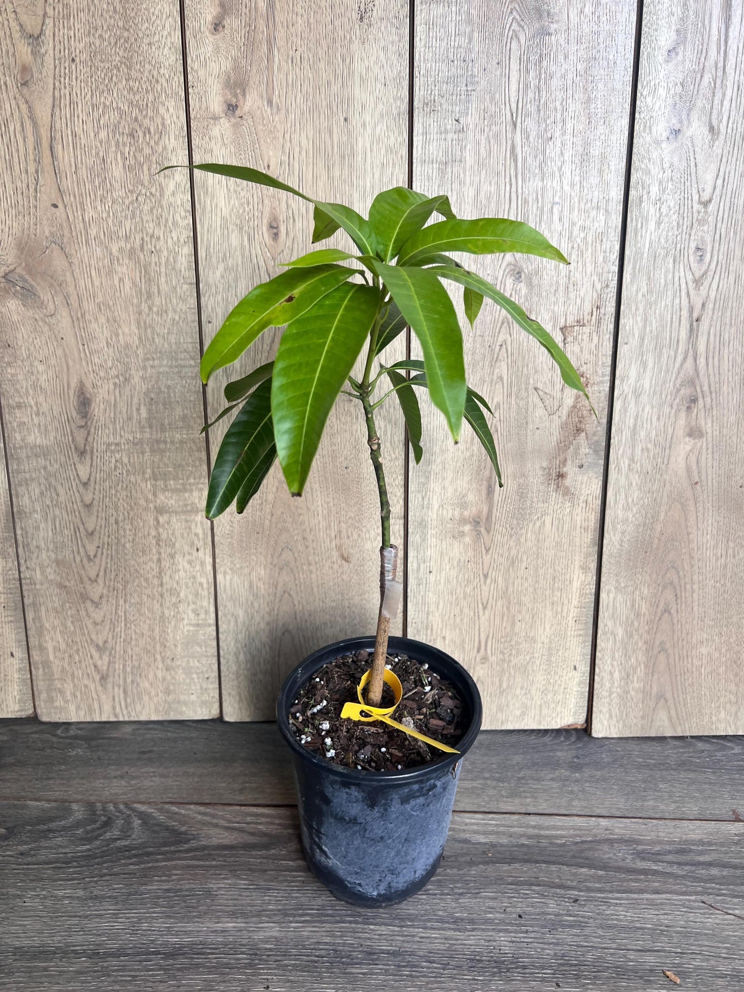 Glenn Mango Tree, grafted in 1/2 Gallon Pot