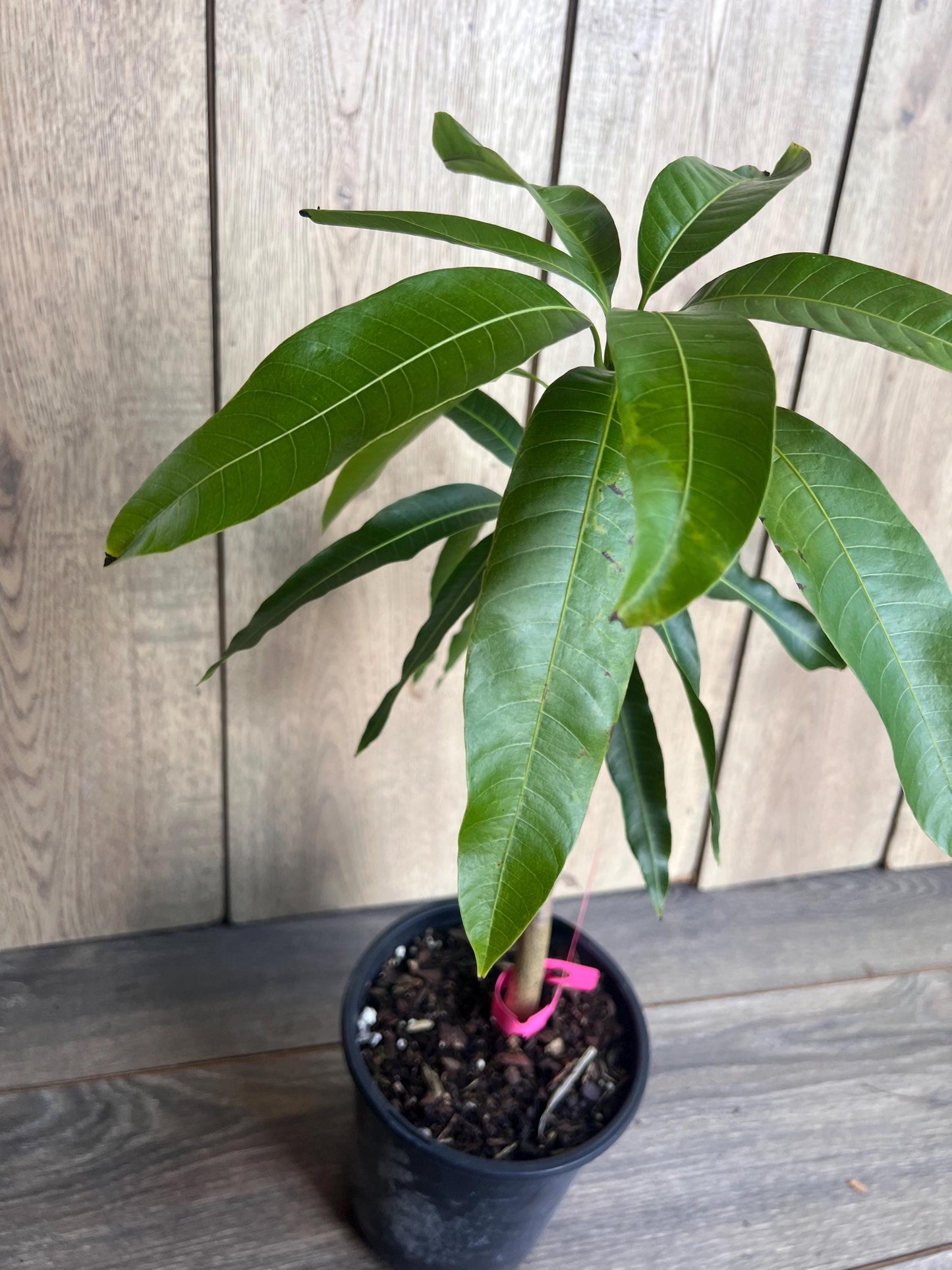 Tommy Atkins Mango Tree. grafted in 1/2 gallon pot