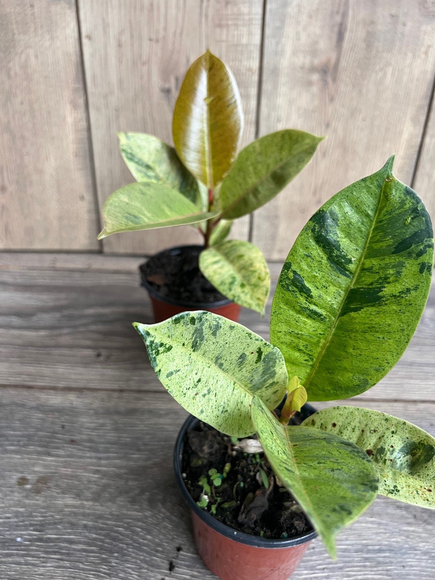 Ficus Shivereana Variegated in 4", Rare