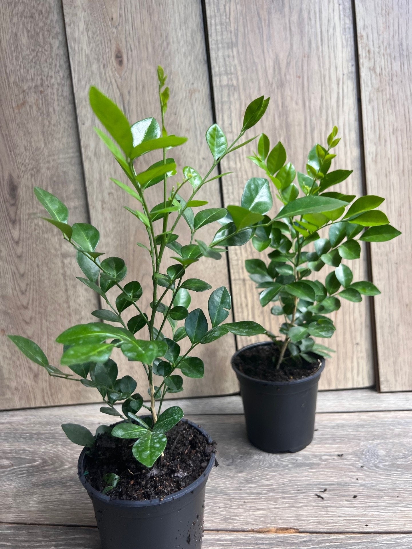 Orange Jasmine in 4" Pot, Murraya paniculata