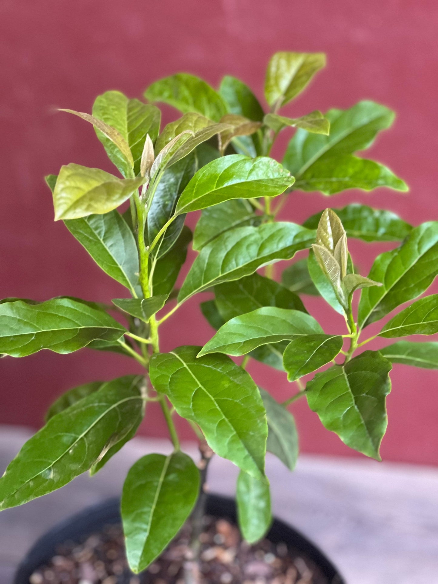 Mexicola Grande Avocado Tree , “Cold Hardy” Grafted in 3 Gallon Pot, No Ship to CA and HI