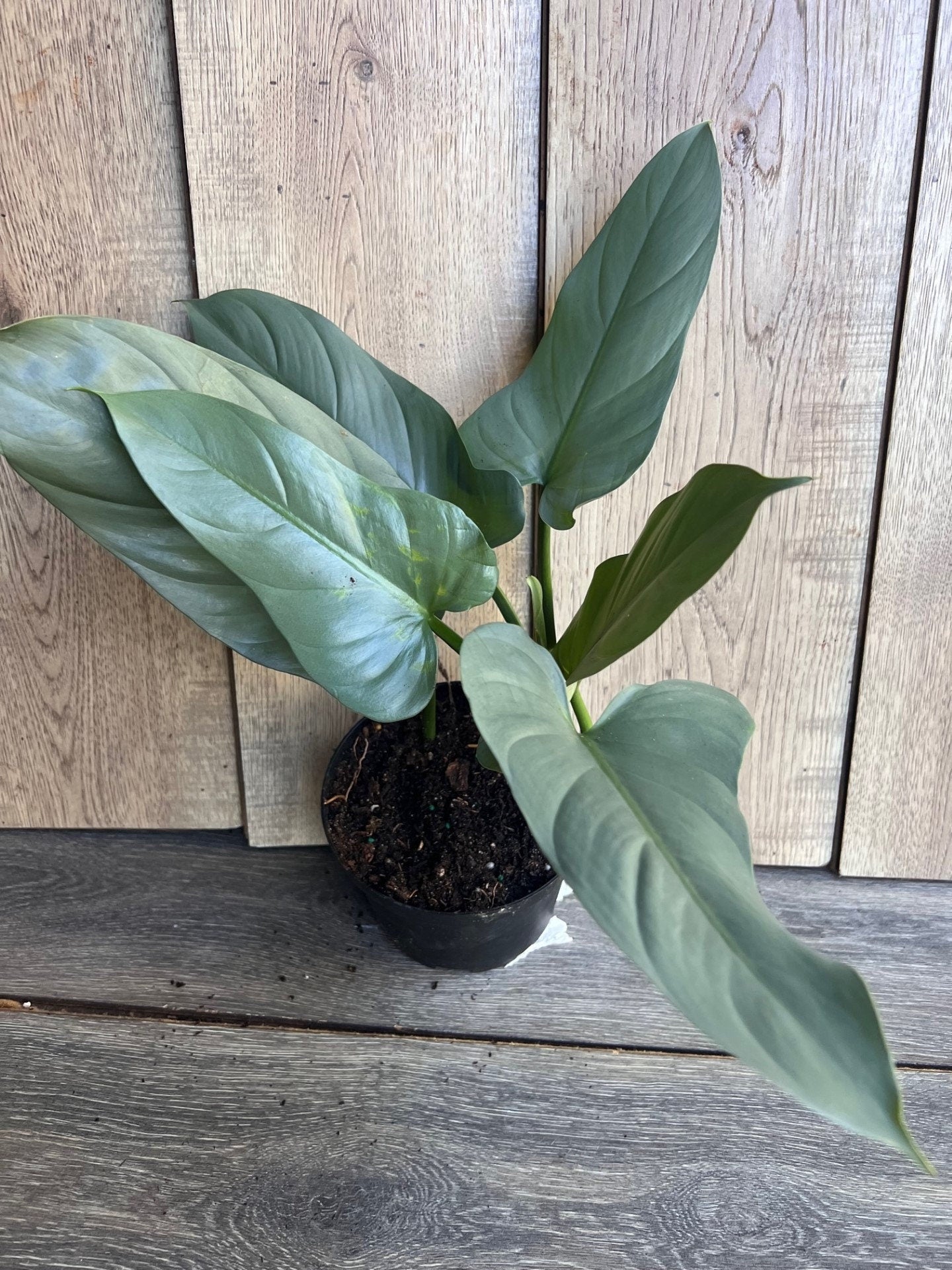 Philodendron SIlver Swords, Philodendron Hastatum in 6" pot