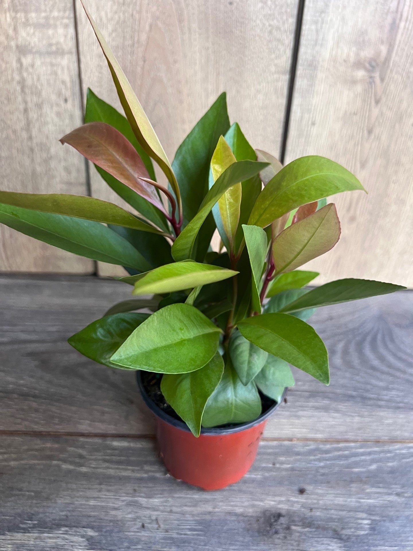 Ardisia Humilis in 4" Pot, house plant