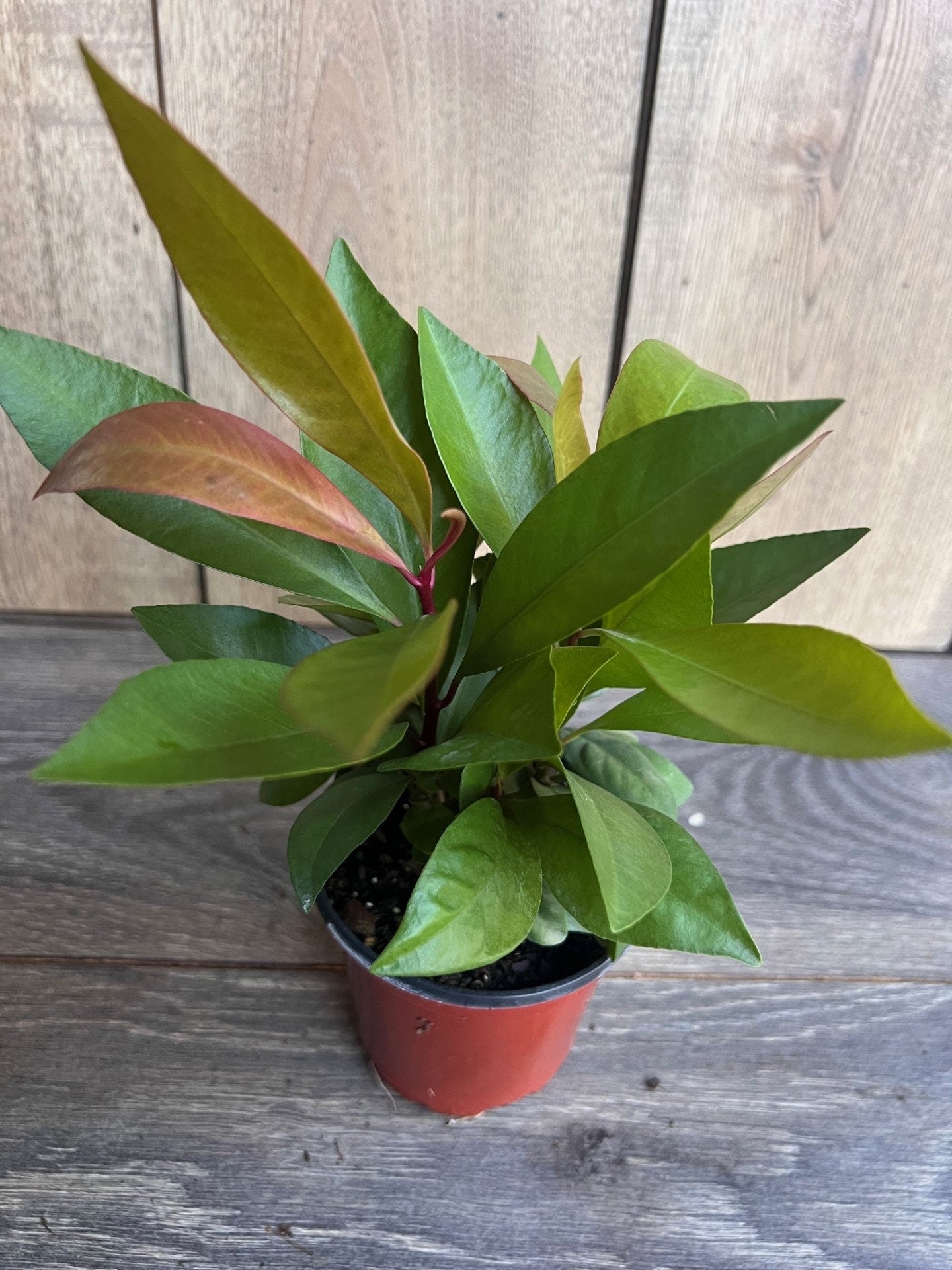 Ardisia Humilis in 4" Pot, house plant