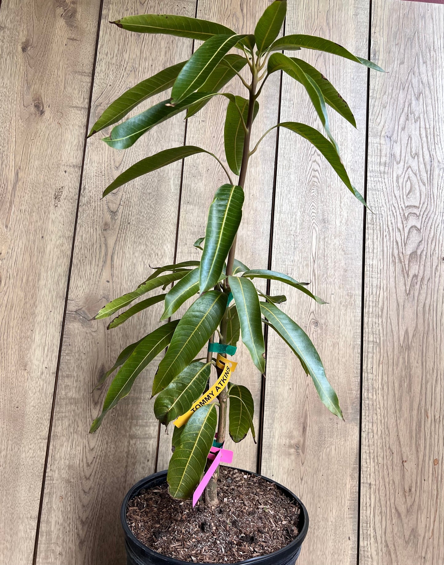 Tommy Atkins Mango Tree. grafted in 3 gallons pot, No Ship to CA and HI