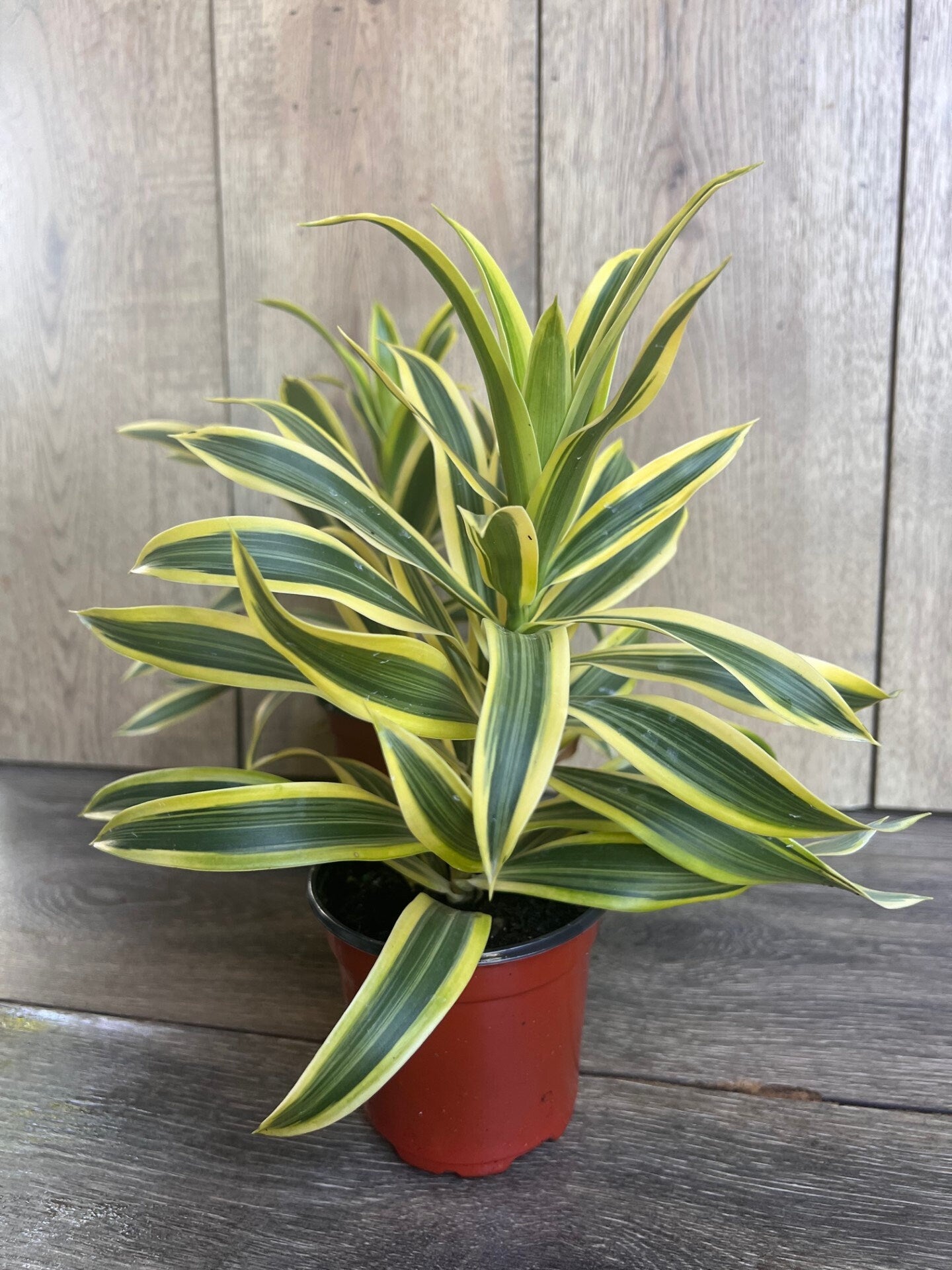 Song Of India, 4" Pot, Dracaena reflexa.