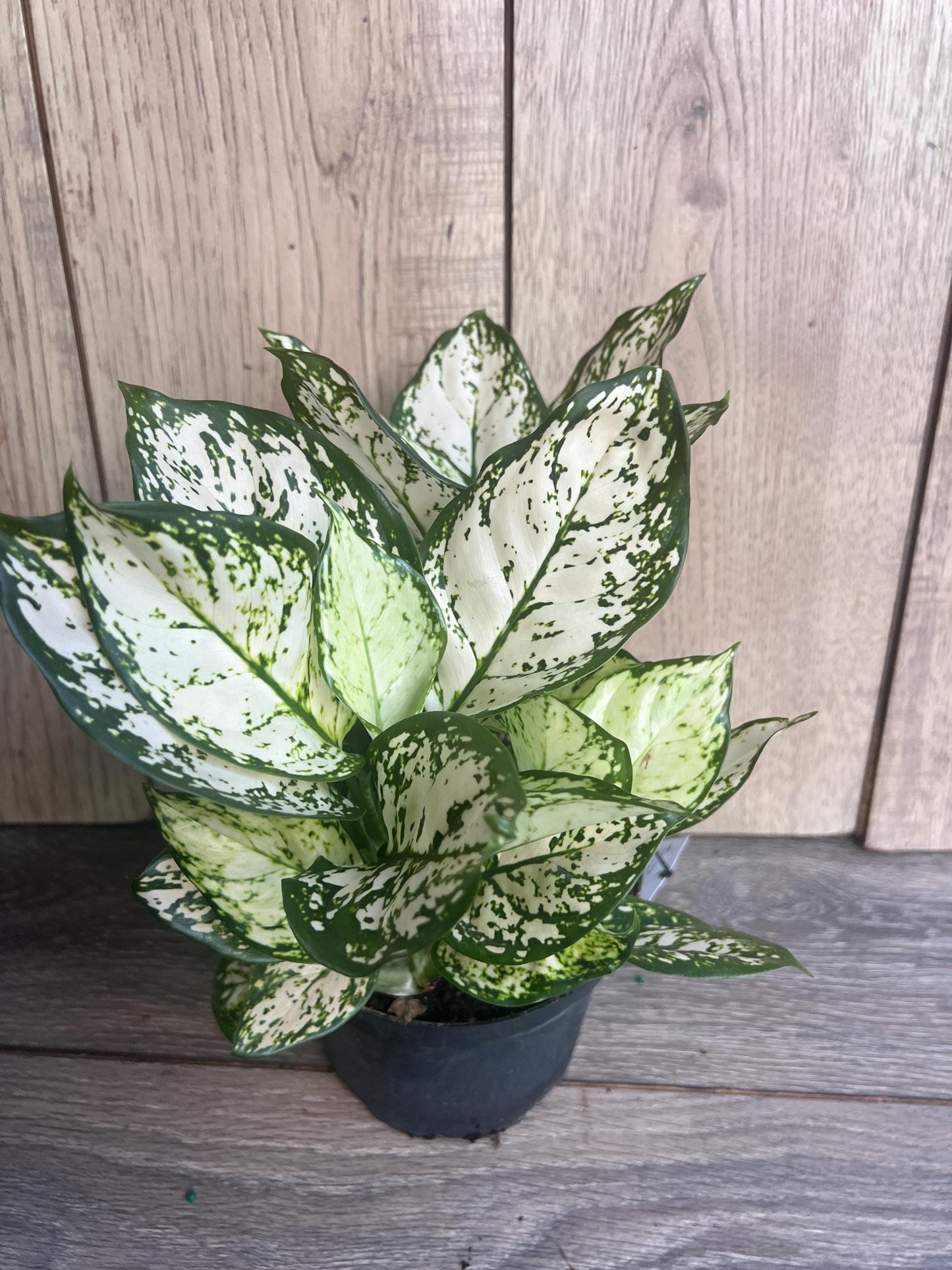 Aglaonema Variegata pearls in 6", commutatum Pearls