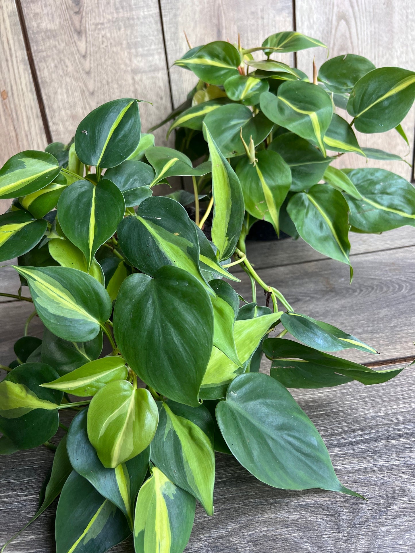 Philodendron Brasil. in 6” pot, philodendron hederaceum,trailing plant, house plant, variegated heart shaped philodendron