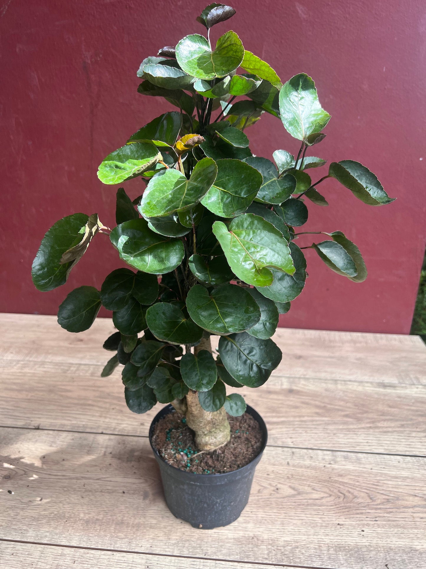 Aralia Fabian Stump 6" Pot, house plant, indoor plant