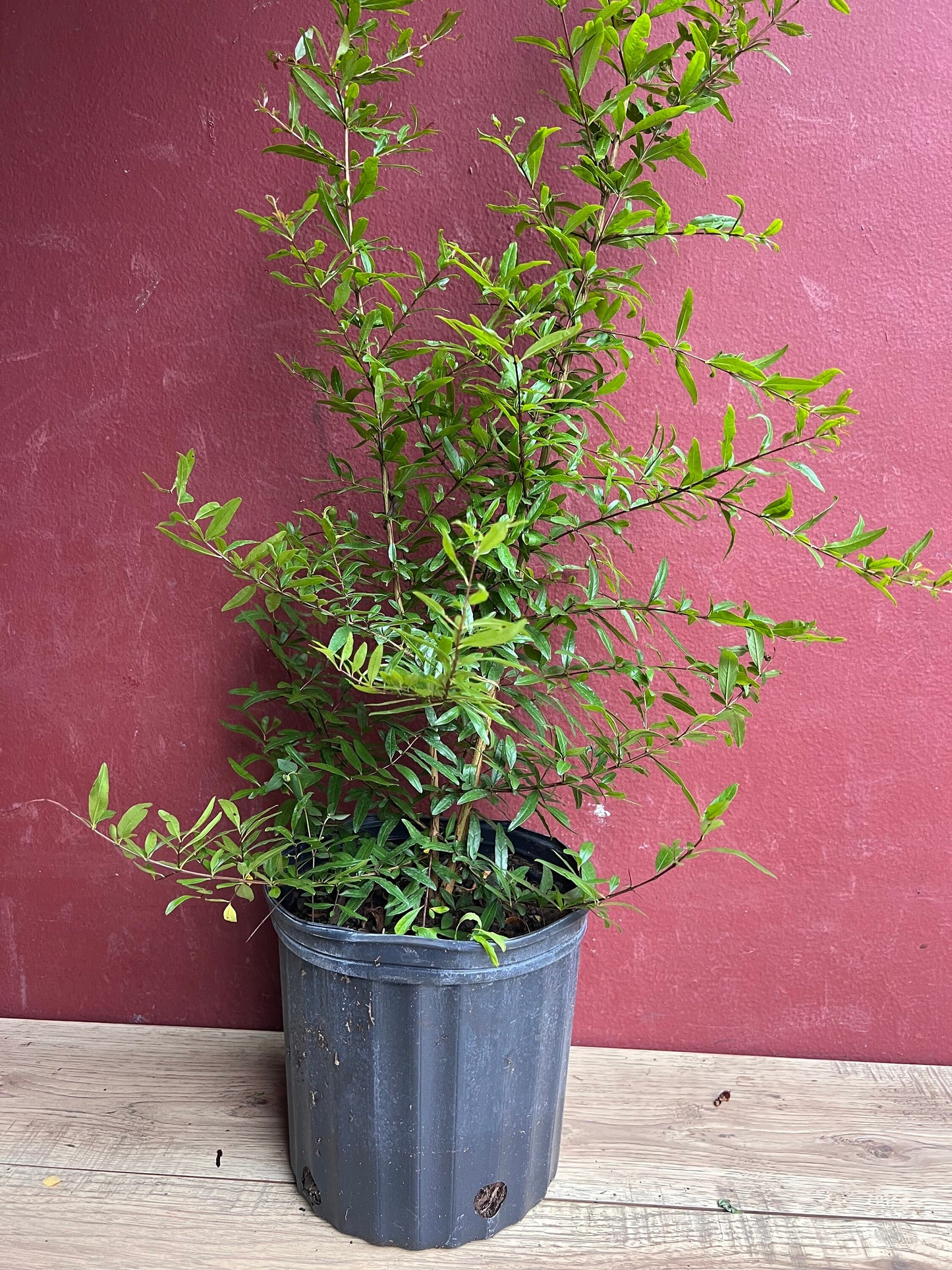 Wonderful Pomegranate in 3 gallon pot, delima