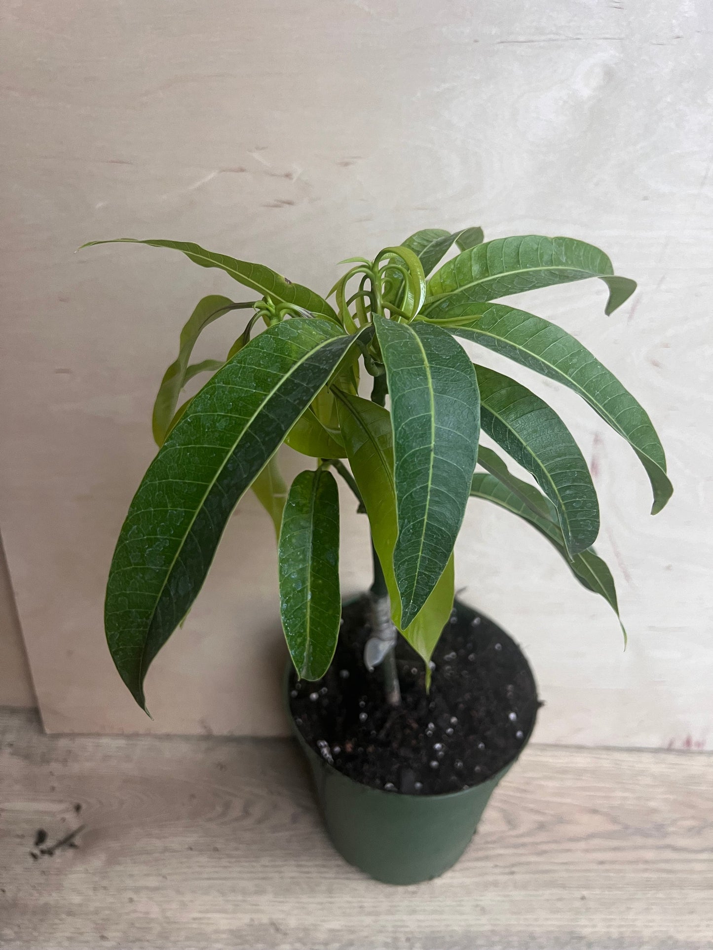Manila Mango in 10" Pot, grafted