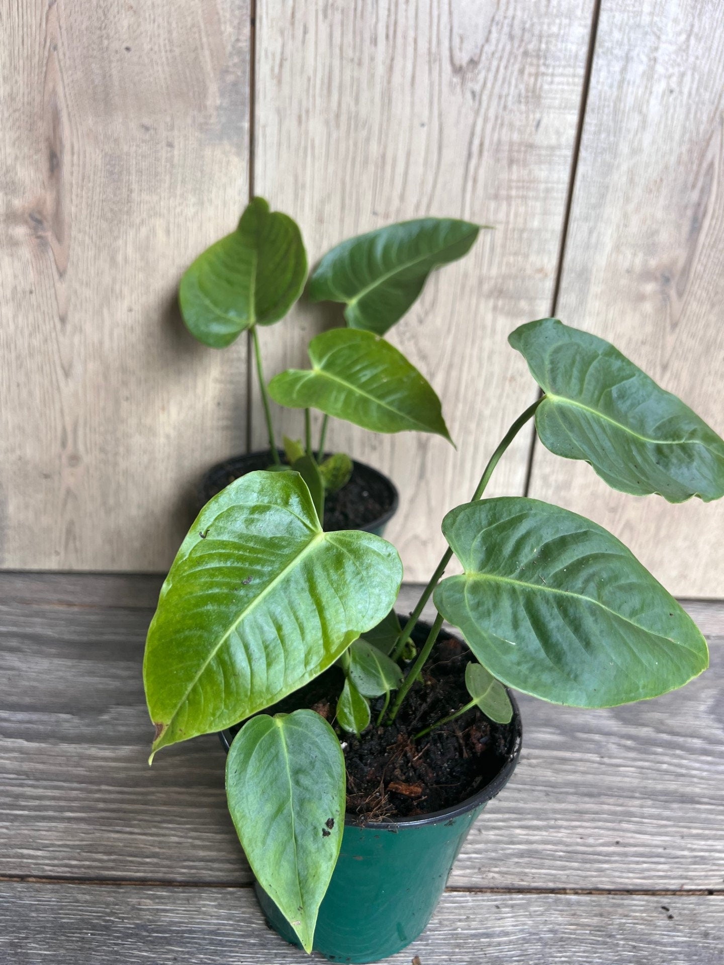 Anthurium veitchii ,king anthurium-in 4" Pot