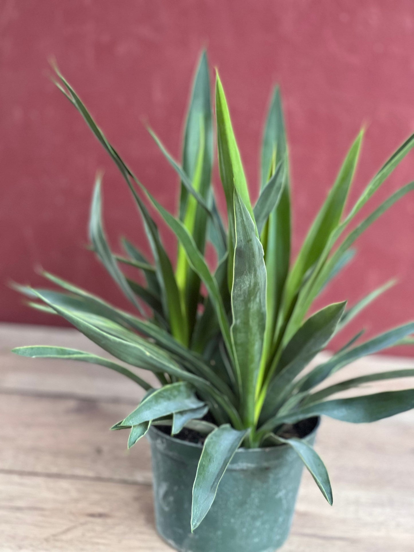 Dracaena Yucca Cane, Yucca Elephantipes ,Outdoor .Indoor , in 6"inches Pot