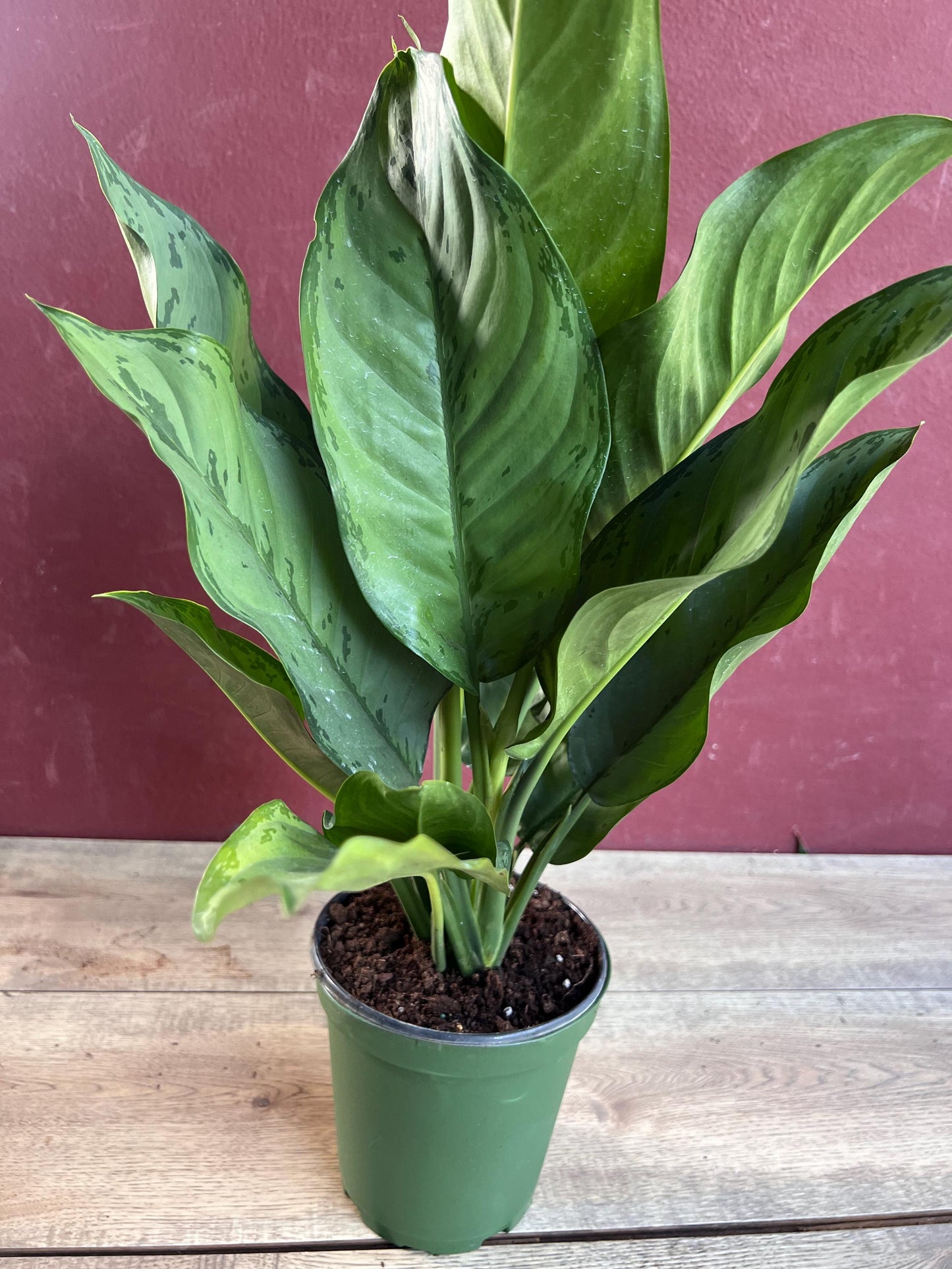 Aglaonema BJ Freeman, Chinese Evergreen, Arum Plant, Live House Plant, in 6" Pot