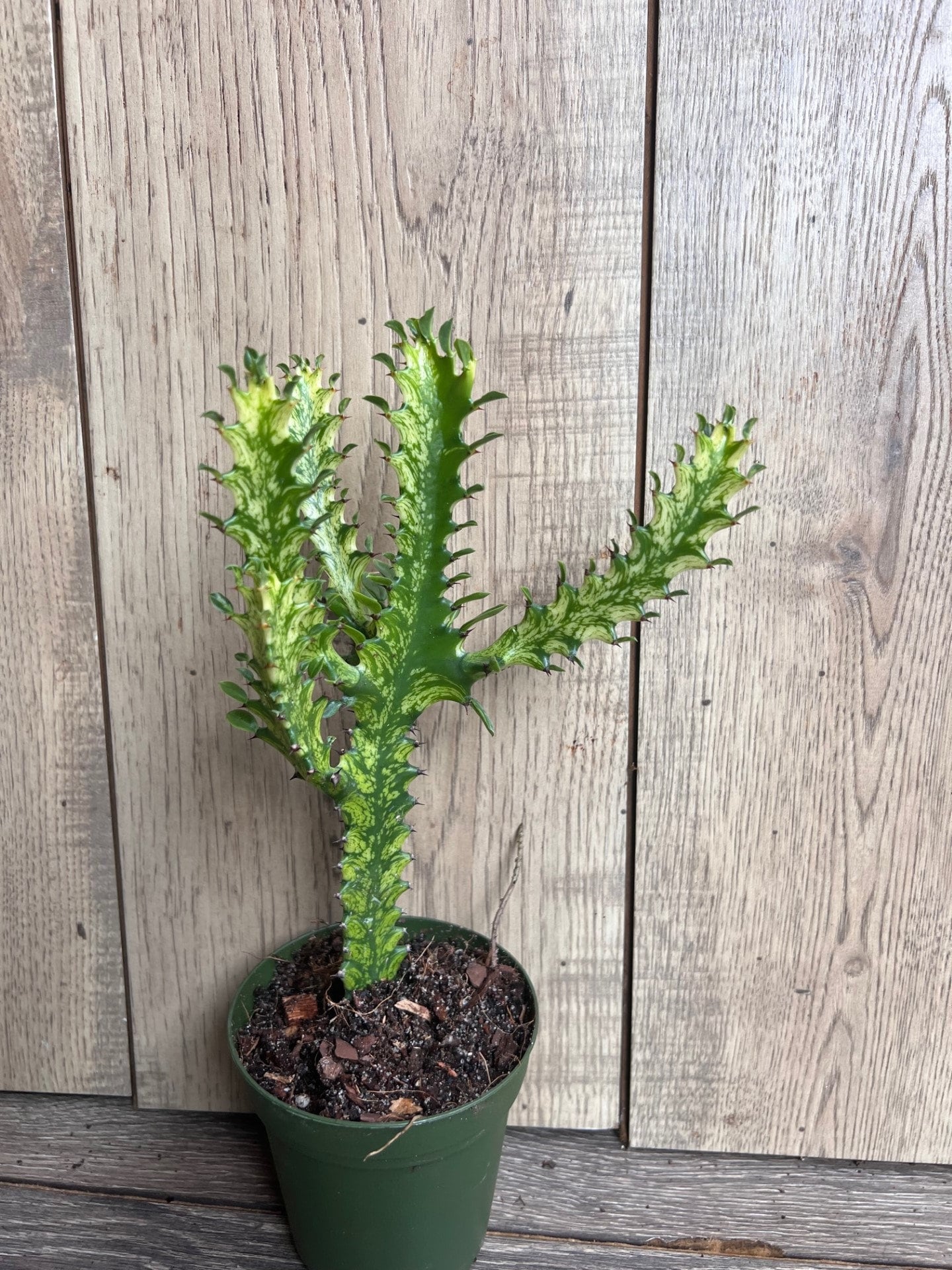 Euphorbia Lactea Variegated, Dragon Bone in 4" Pot, rare, cactus , succulent, Lacei variegata