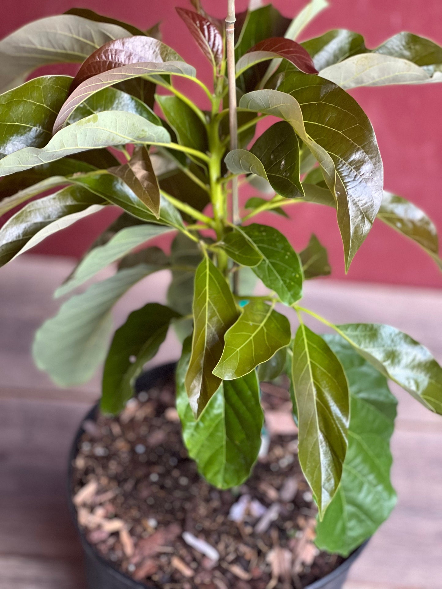 Marcus Pumpkin Avocado Tree , Grafted in 3 Gallon Pot, No Ship to HI