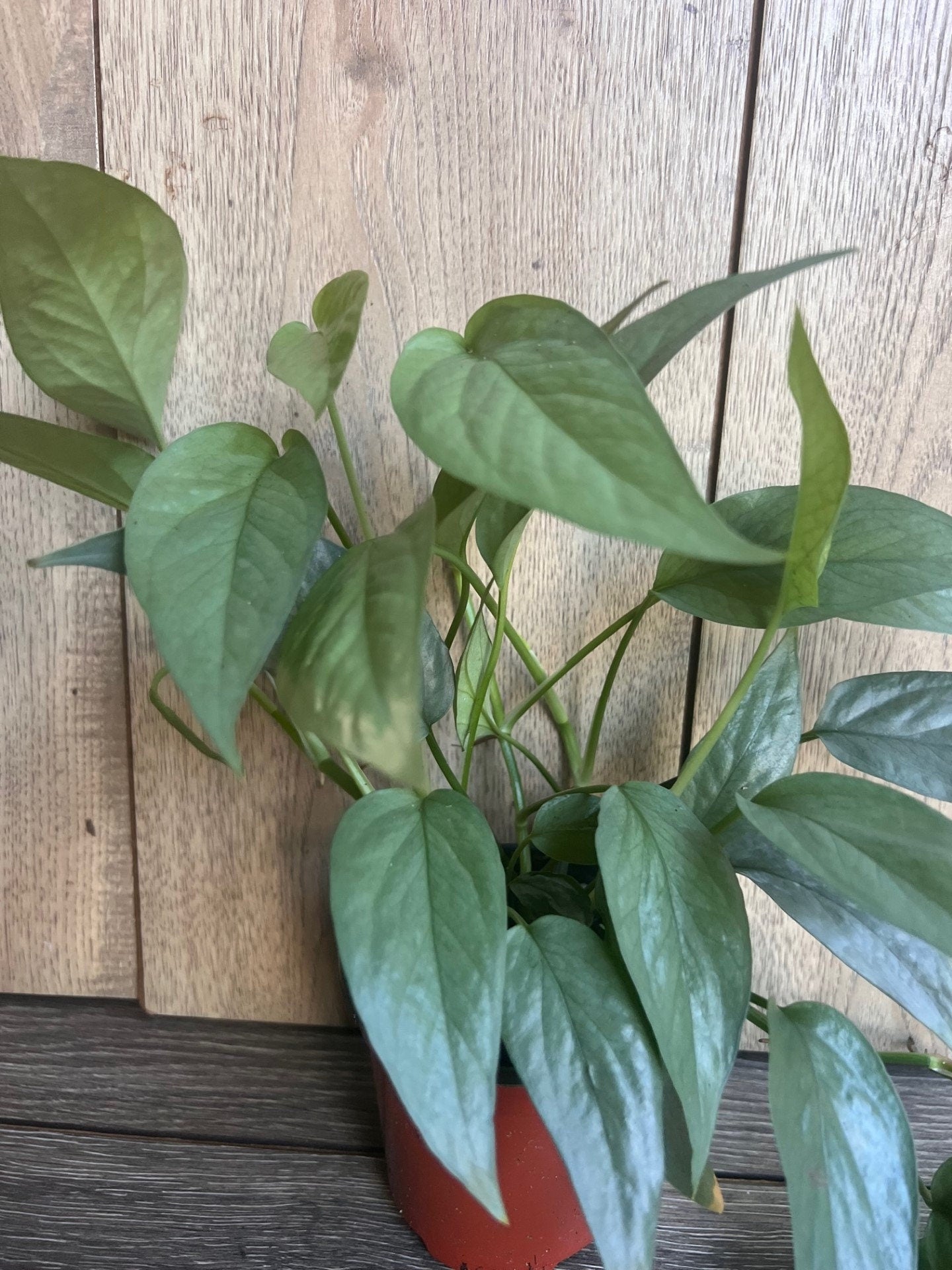 Cebu Blue in 4" Pot, Pothos