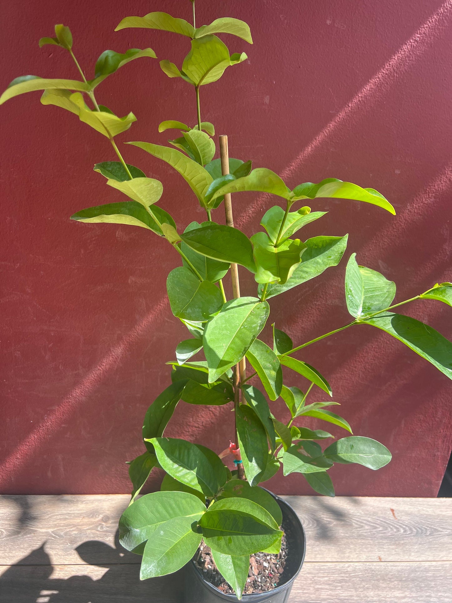 Red Wax apple, in 3 gallon, air layered, rose apple, jambu air, No Ship to CA and HI