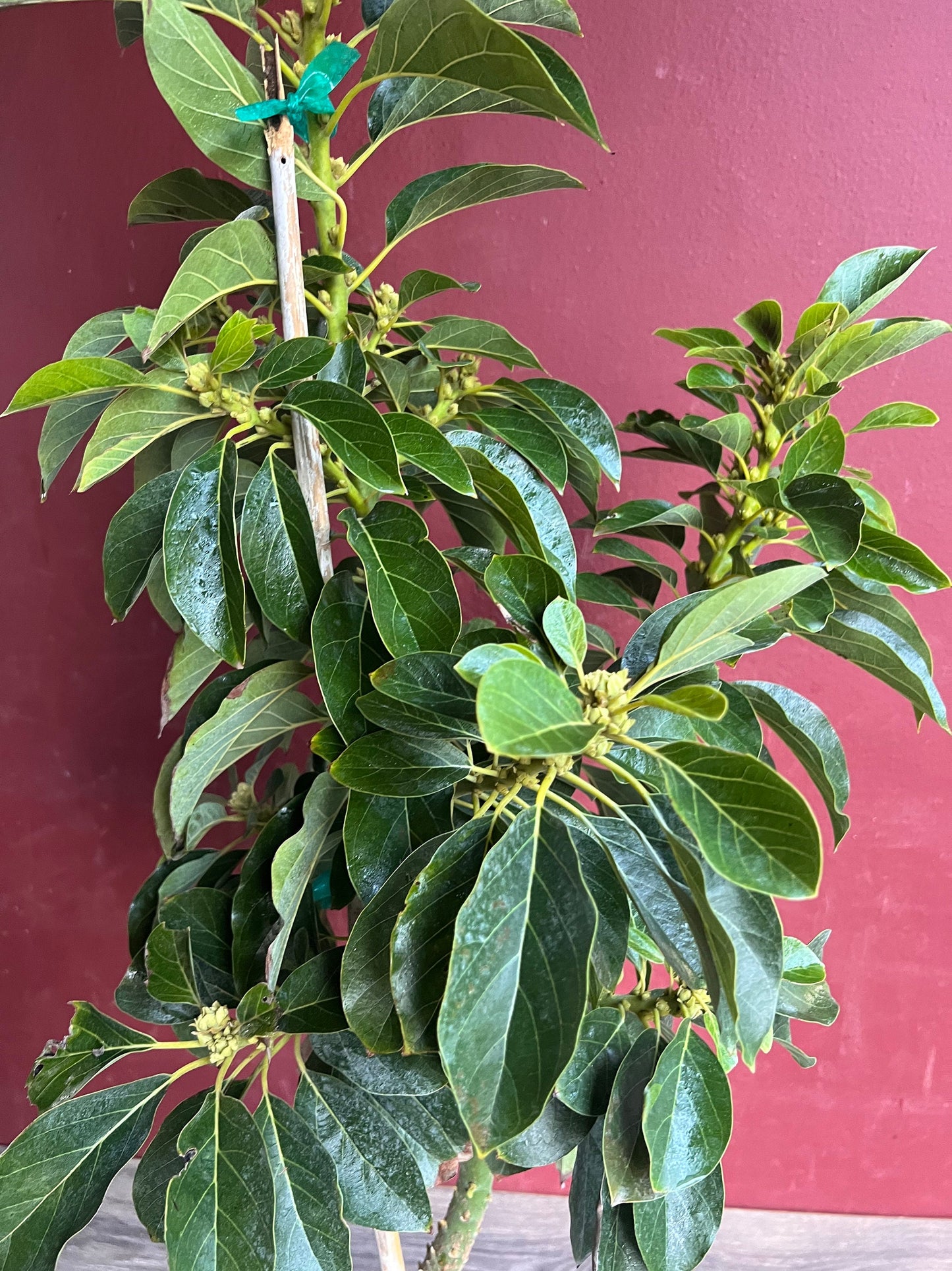 Avocado 'Choquette', Persia americana Tree , Grafted in 3 Gallon Pot, No Ship to HI