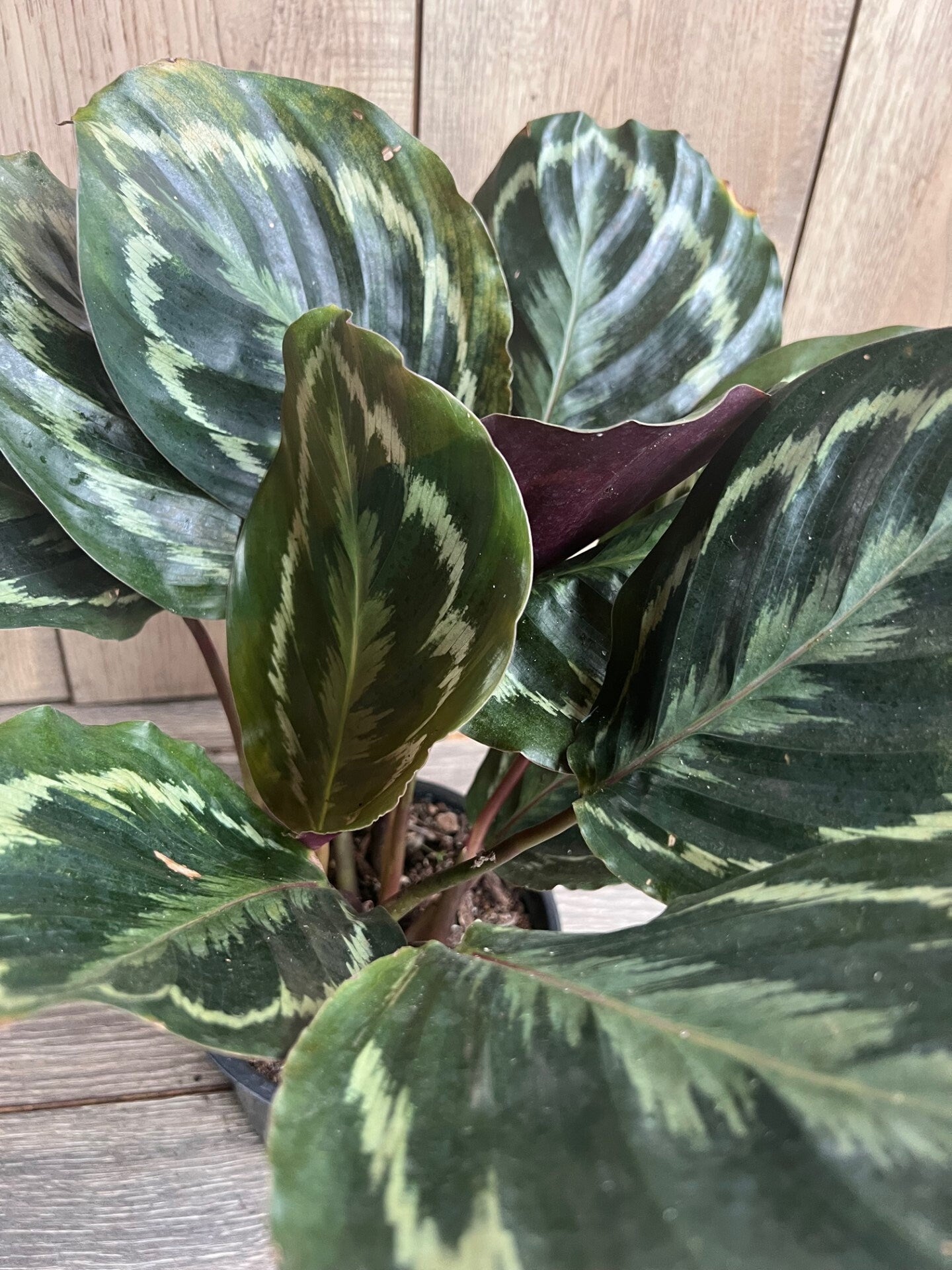 Calathea Medallion, Medallion 6" pot, Prayer plant