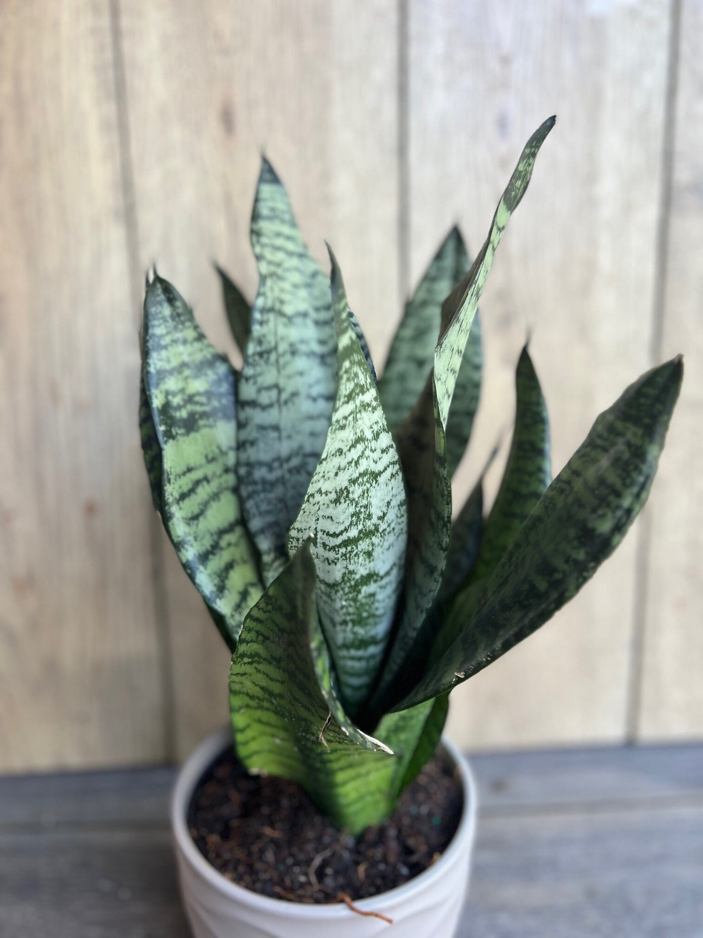 Sansevieria Futura Robusta in 6” pot, Robust Snake Plant