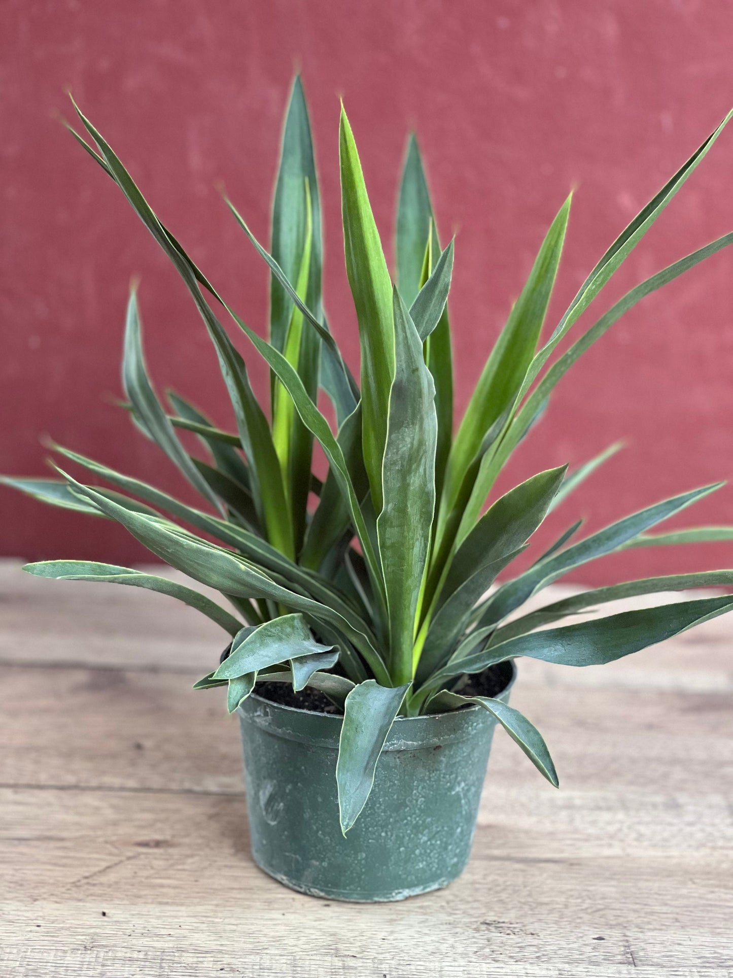 Dracaena Yucca Cane, Yucca Elephantipes ,Outdoor .Indoor , in 6"inches Pot