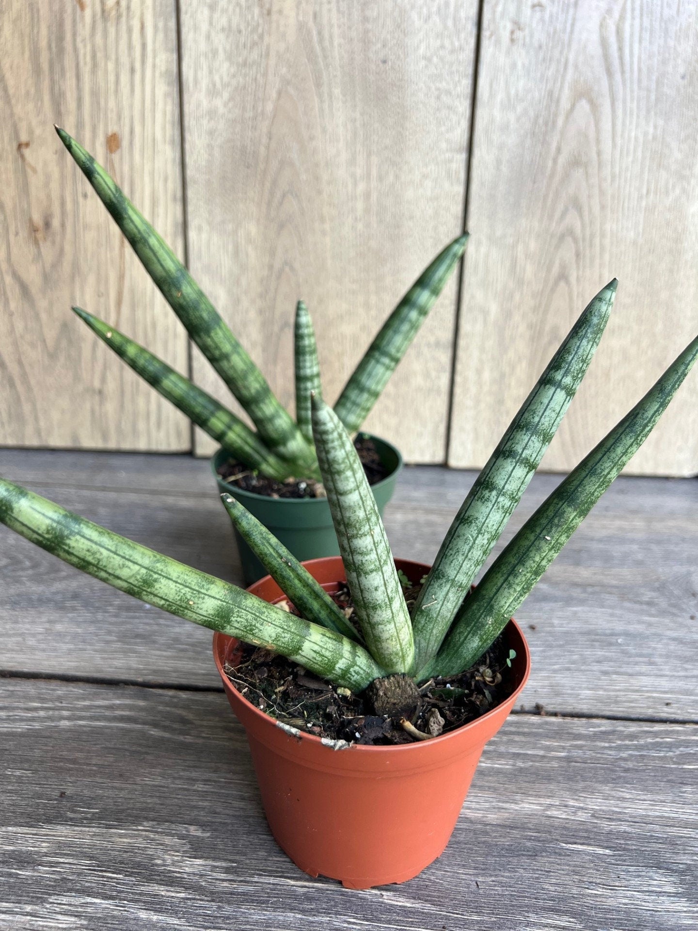 Sansevieria Starfish in 4" pot, Bonzel