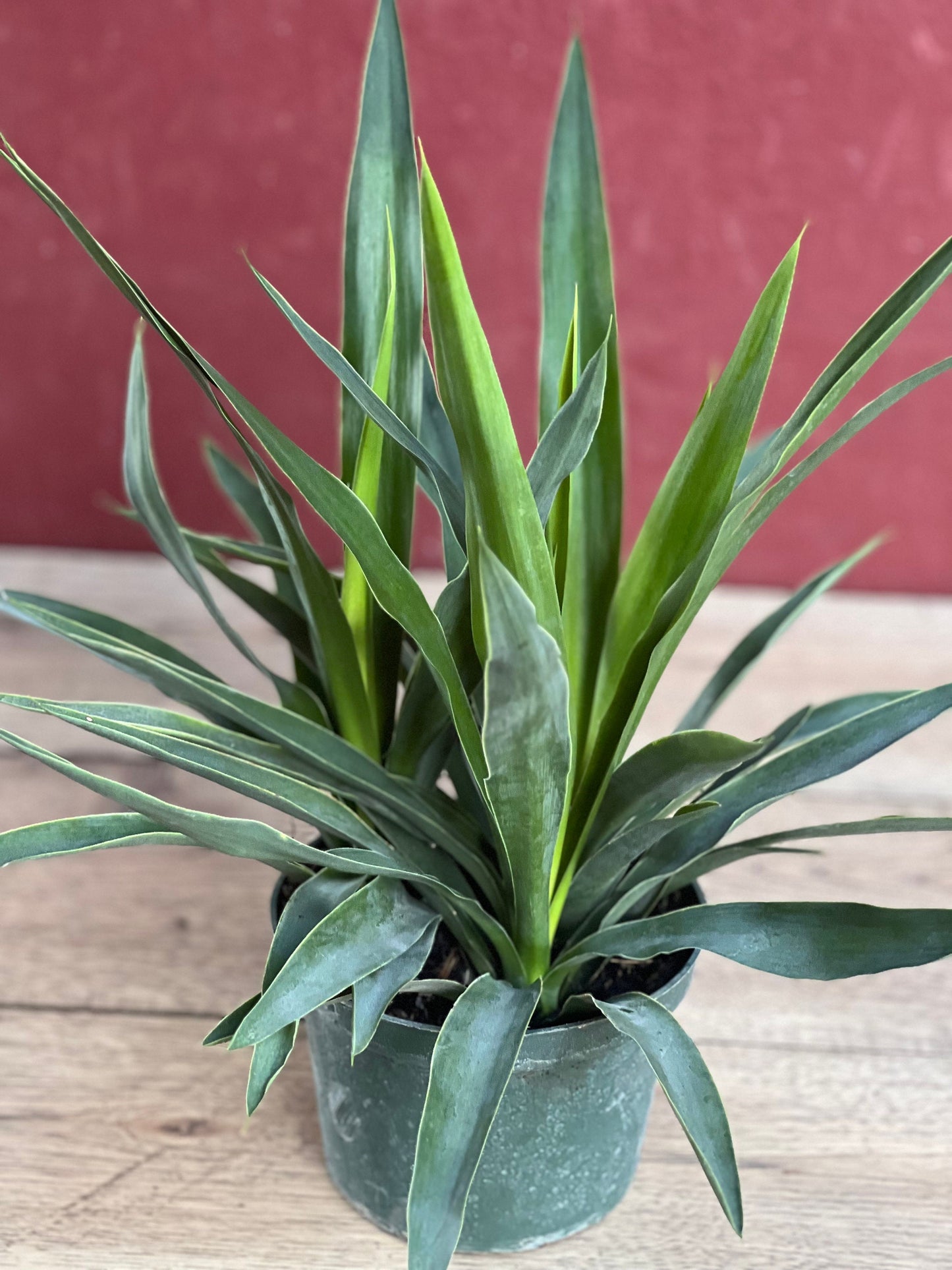 Dracaena Yucca Cane, Yucca Elephantipes ,Outdoor .Indoor , in 6"inches Pot