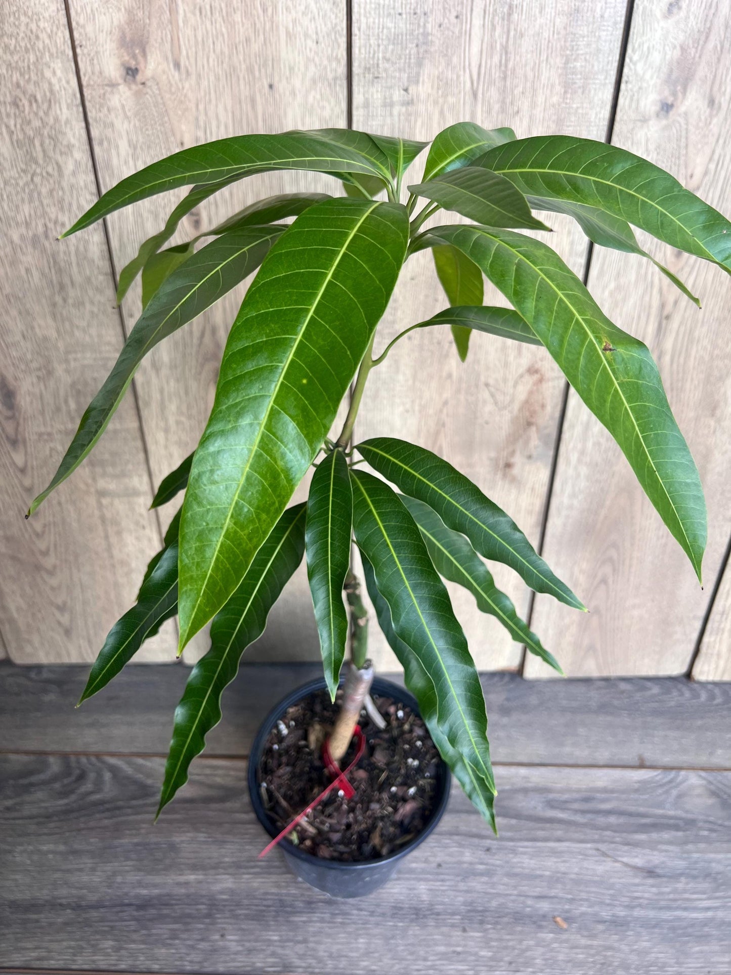 Grafted Jakarta Mango in 1/2 gallon pot