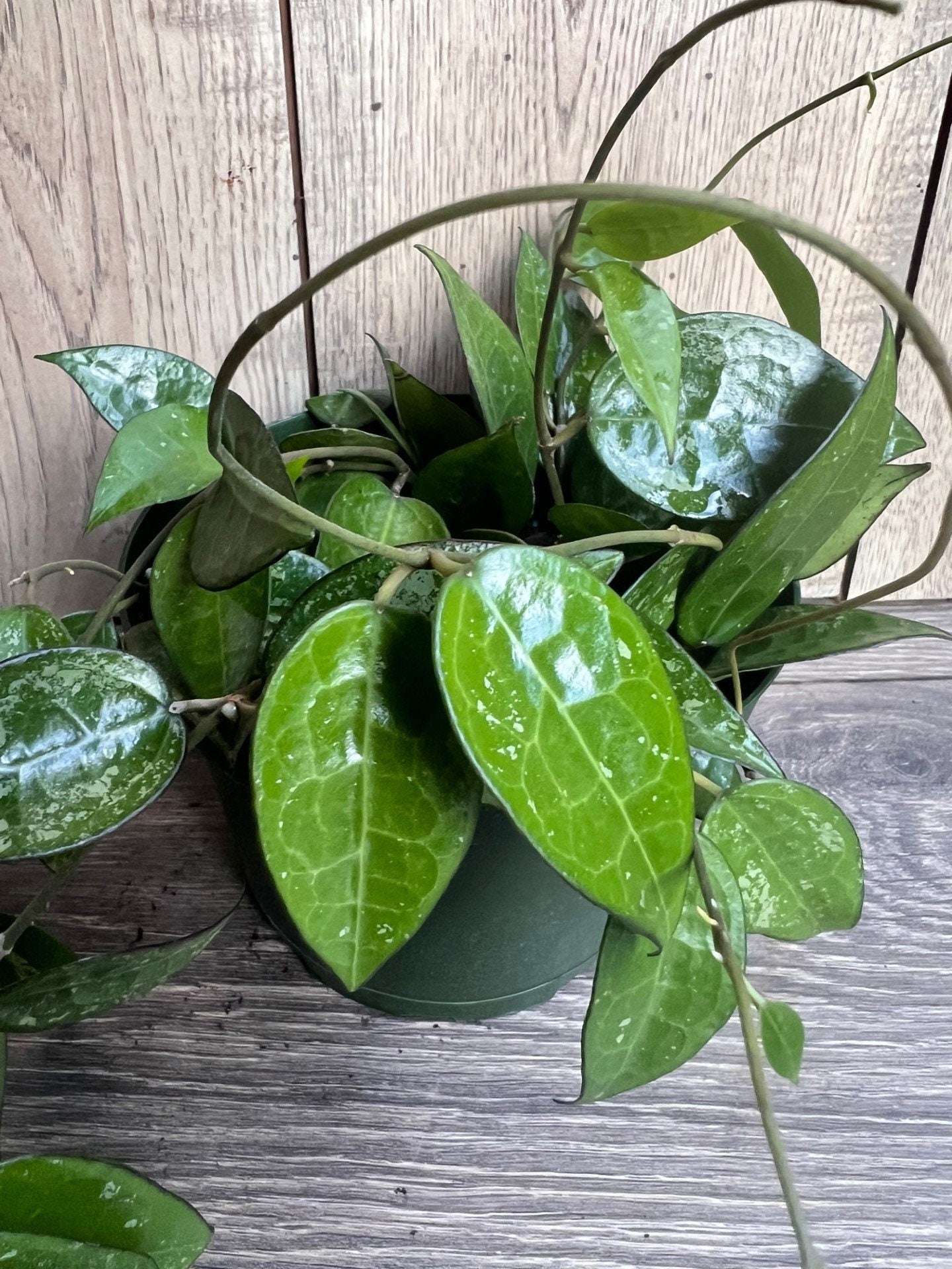 Hoya Black Margin 6" Pot