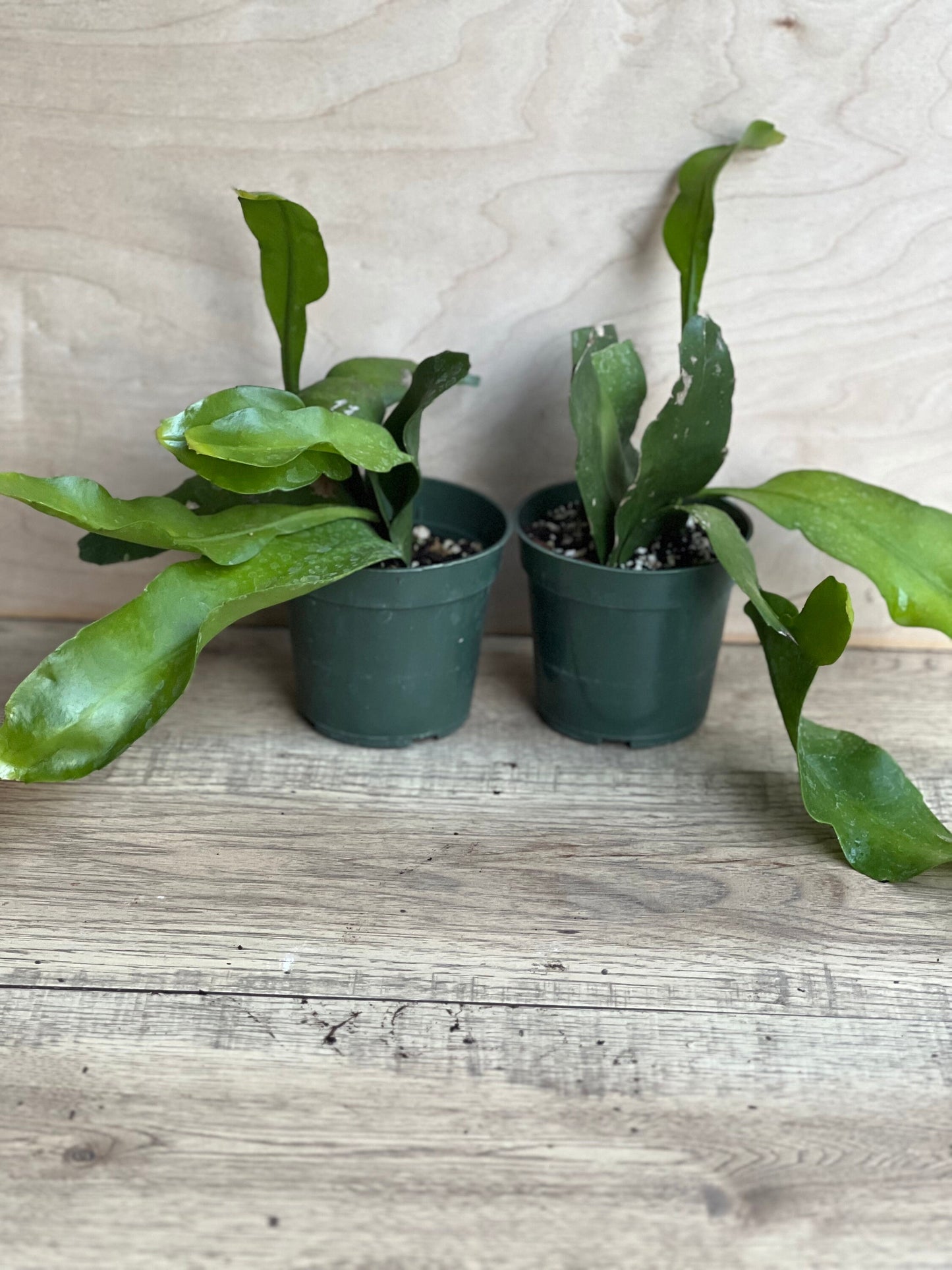 Epiphyllum oxypetalum , Night Blooming Cactus, orchid in 4" Pot, Queen of the night