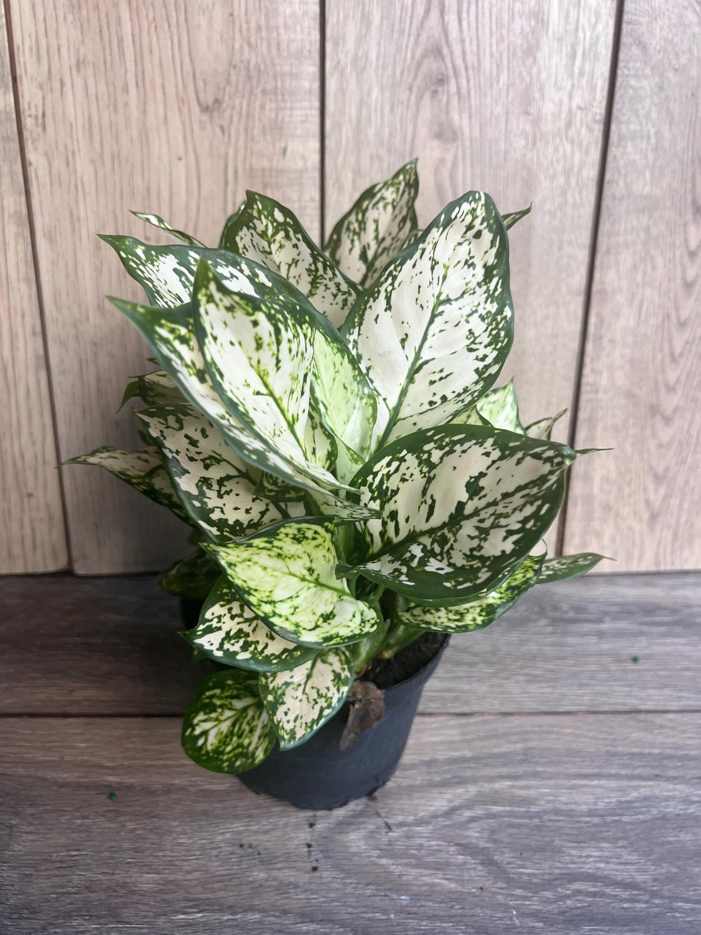 Aglaonema Variegata pearls in 6", commutatum Pearls