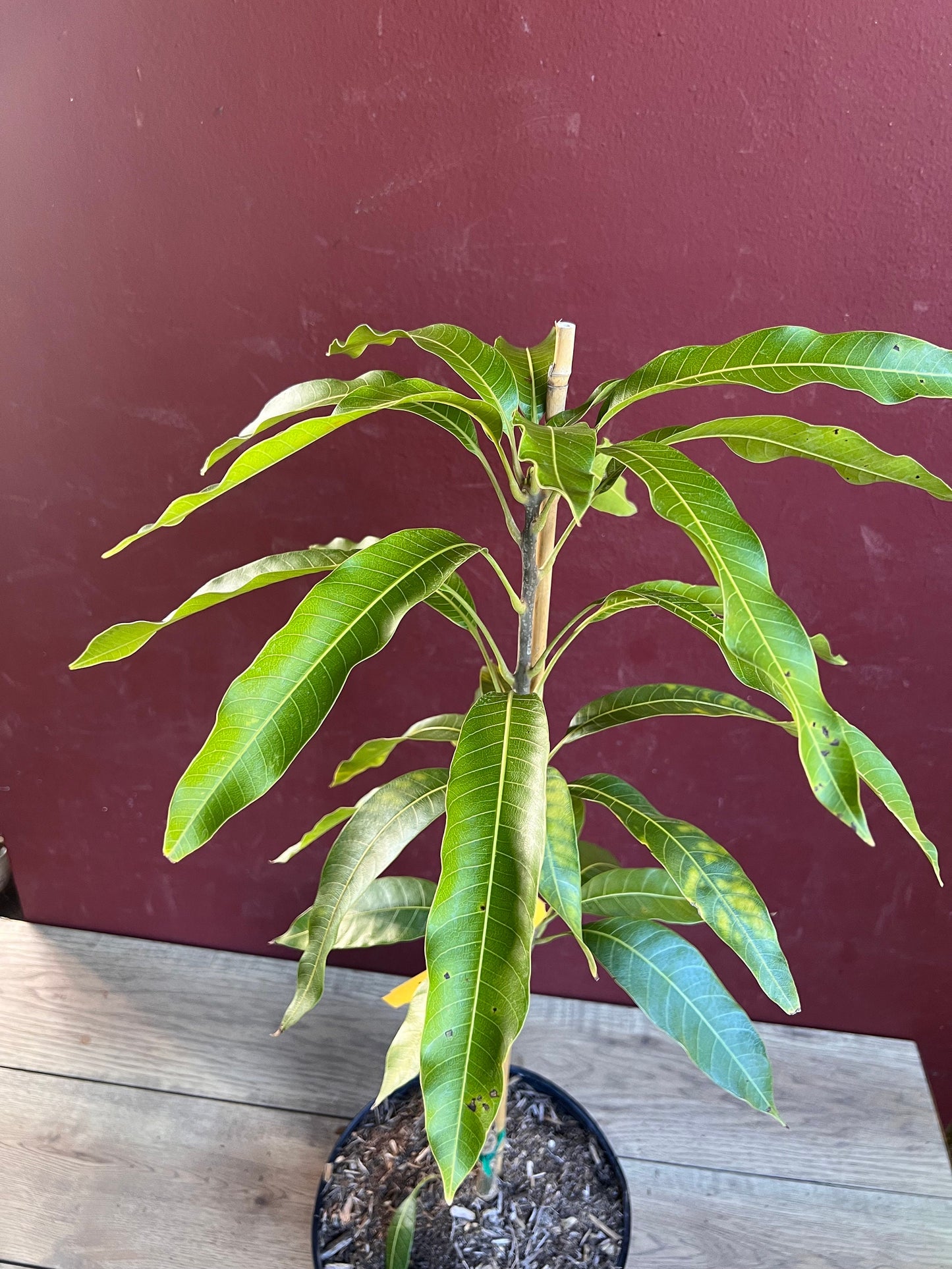 Maha Chanok mango , grafted in 3 gallons pot, Rainbow mango, No ship to HI