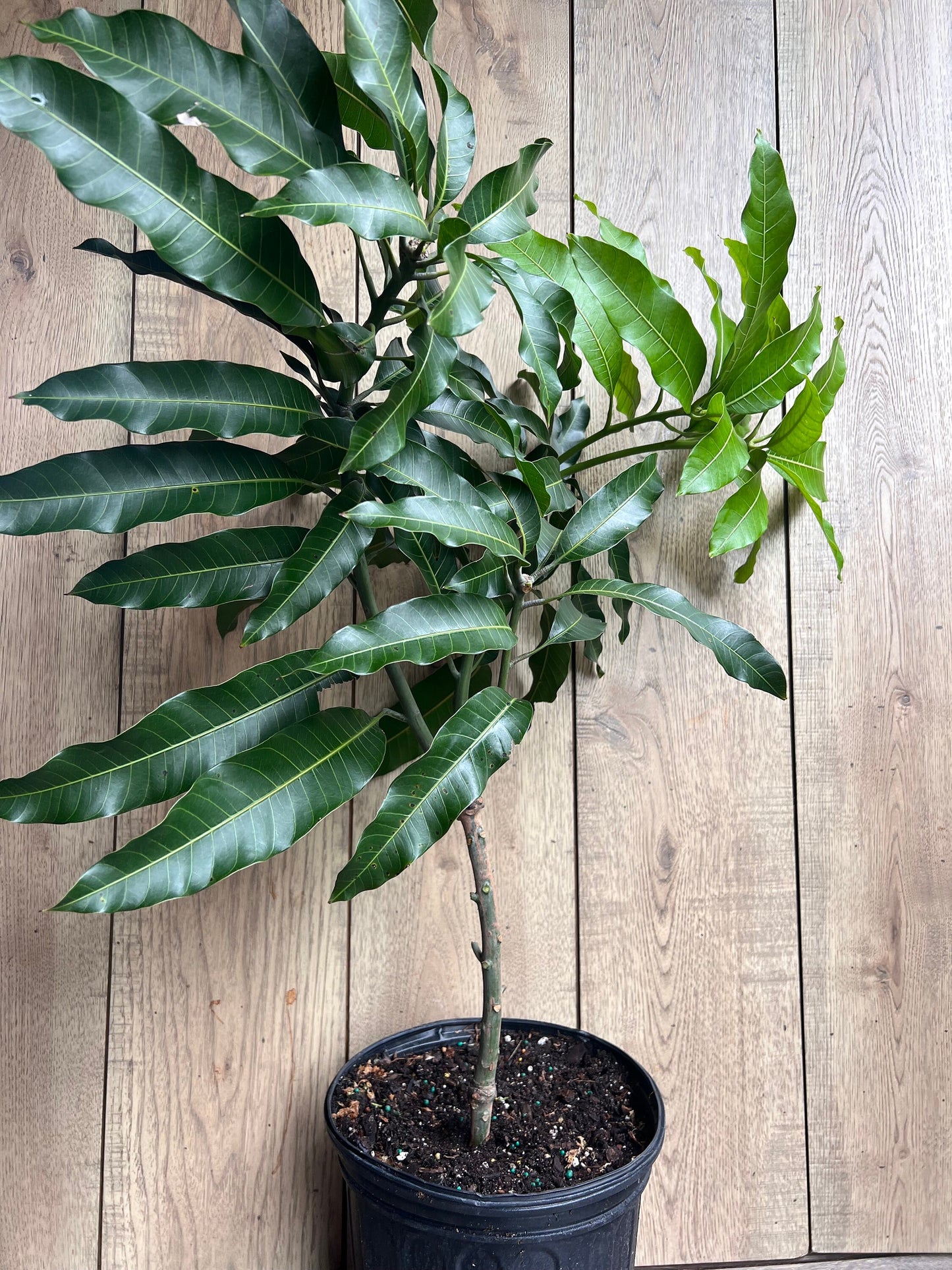 Alphonso mango Tree, Manguifera, grafted in 3 gallons pot, No Ship to HI