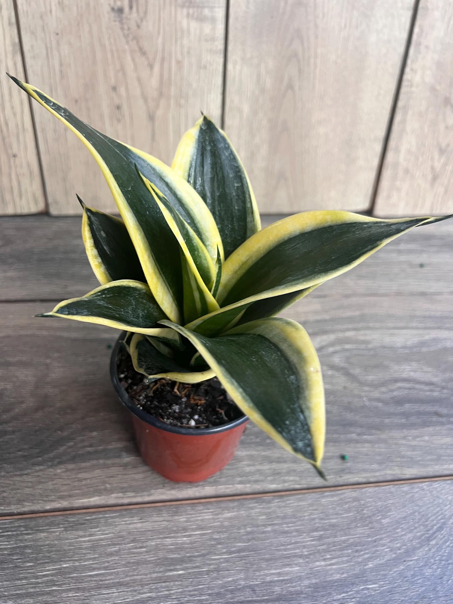 Sansevieria Jade Pagoda Hahnii in 4"pot, snake plant