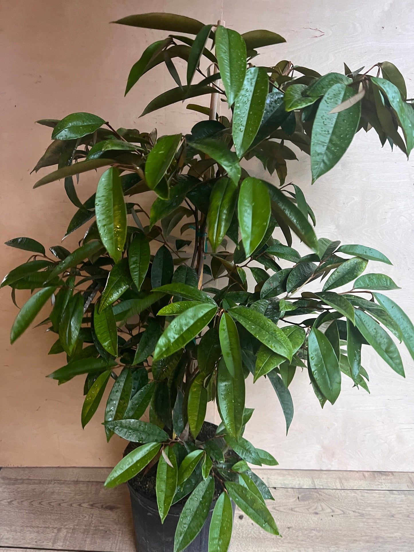 Caimito Purple, Star Apple, Chrysophyllum cainito in 3 gallon pot, grafted, No Ship to CA and HI