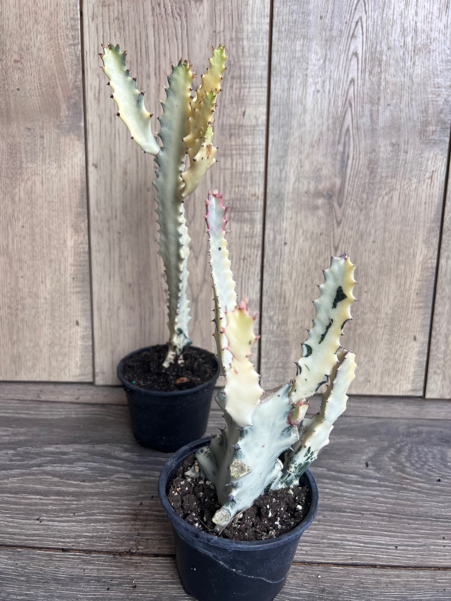Ghost cactus | White variegated euphorbia lactea | Rare Cactus in 4"